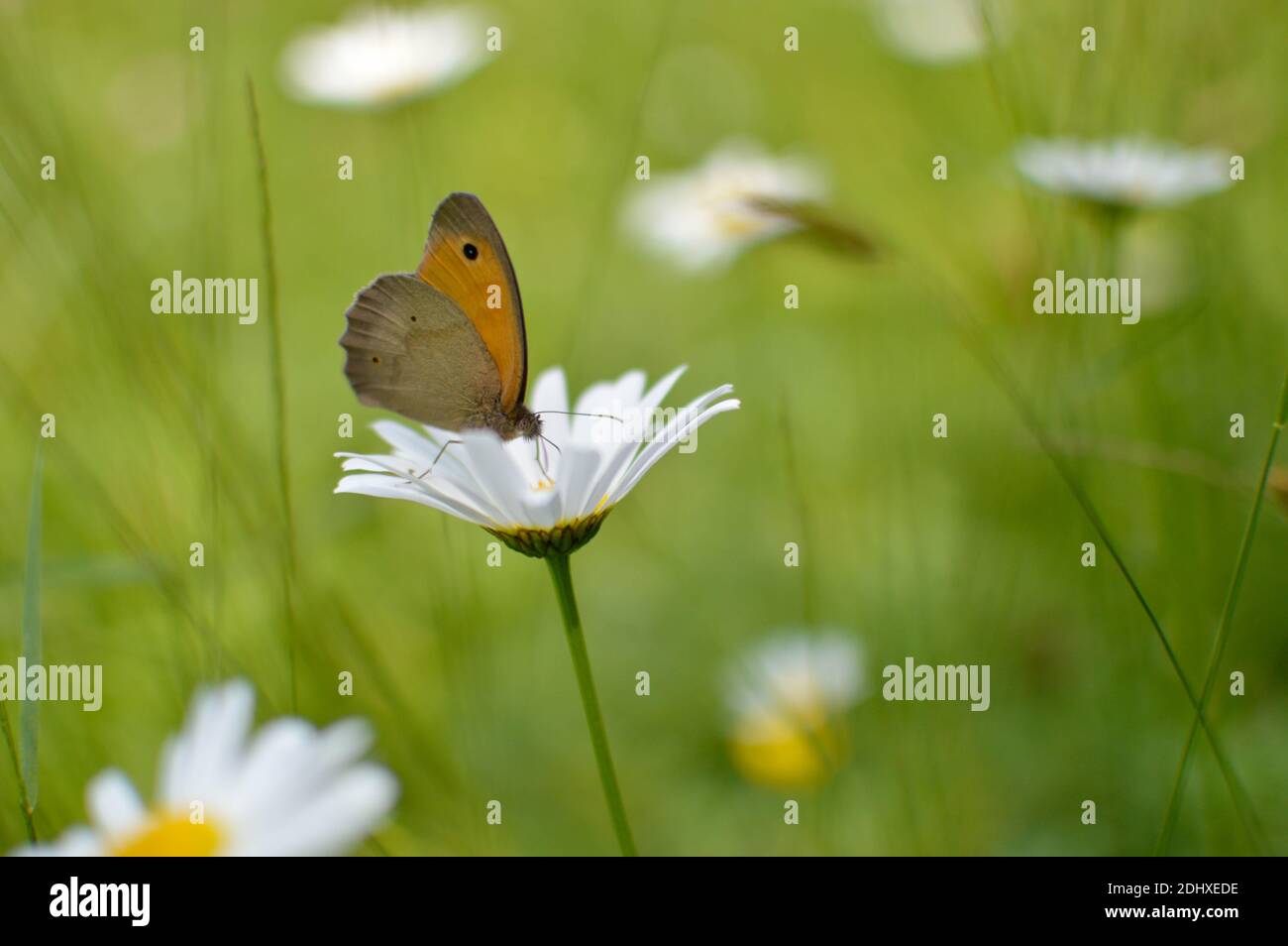 Large heath butterfly on an ox eye daisy flower in nature, brown and orange butterfly on a white flower. Close up. Stock Photo