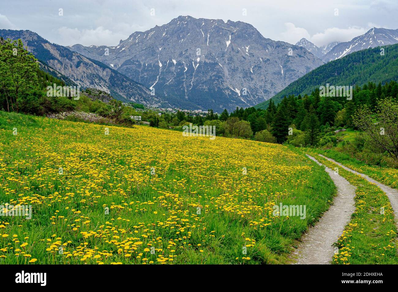 Flowering meadow of yellow arnicas. In the background, a mountain village and on the right a path. A mountain dominates the village. Stock Photo