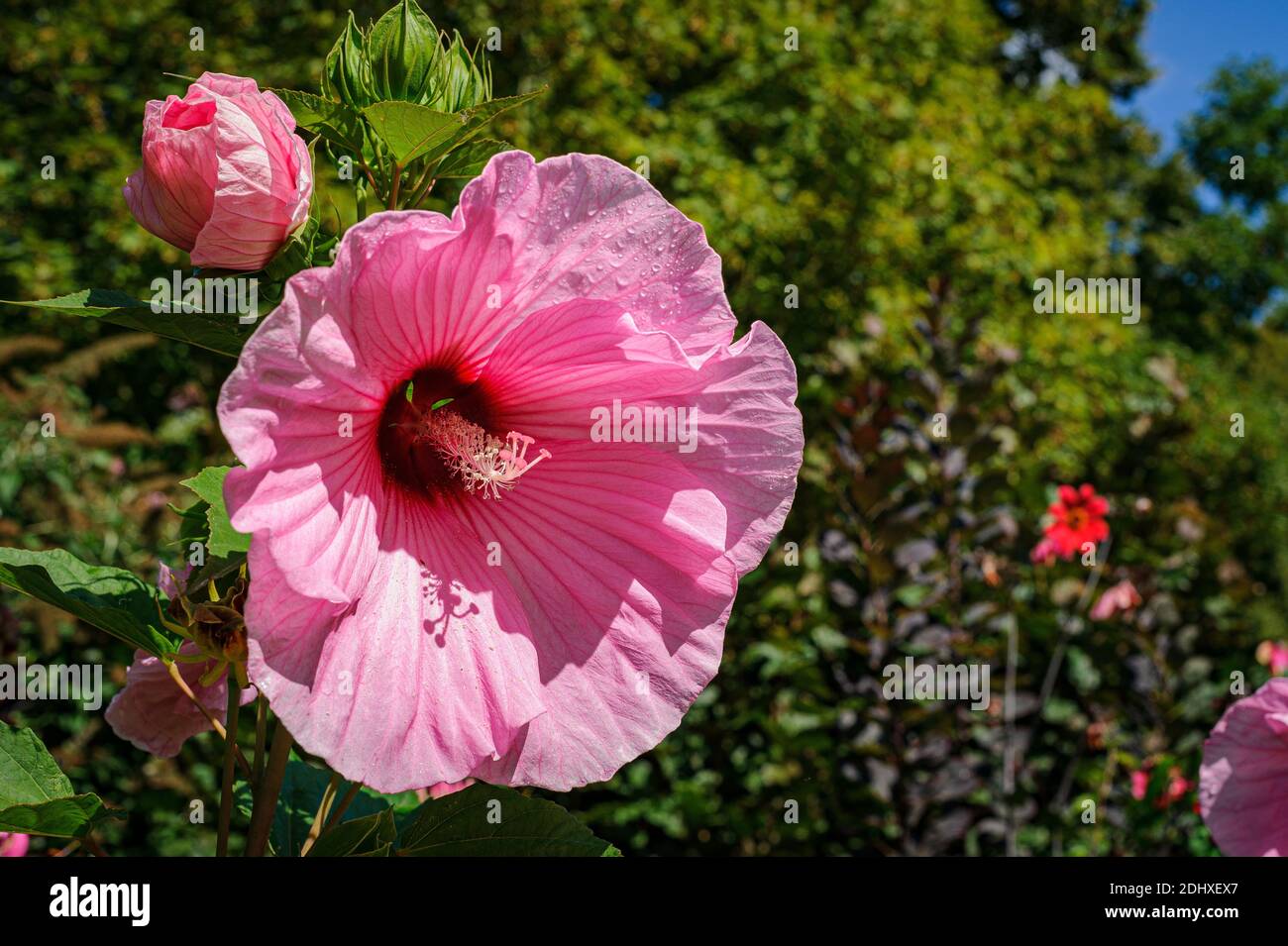 Close-up on a hibiscus flower photographed in full sun in the park of a castle. Stock Photo