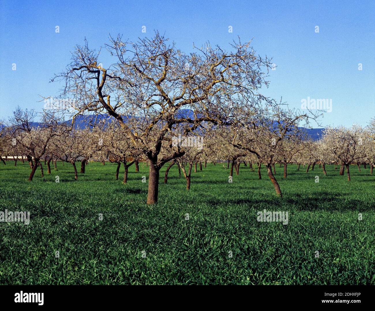 Cultivo de palma hi-res stock photography and images - Alamy
