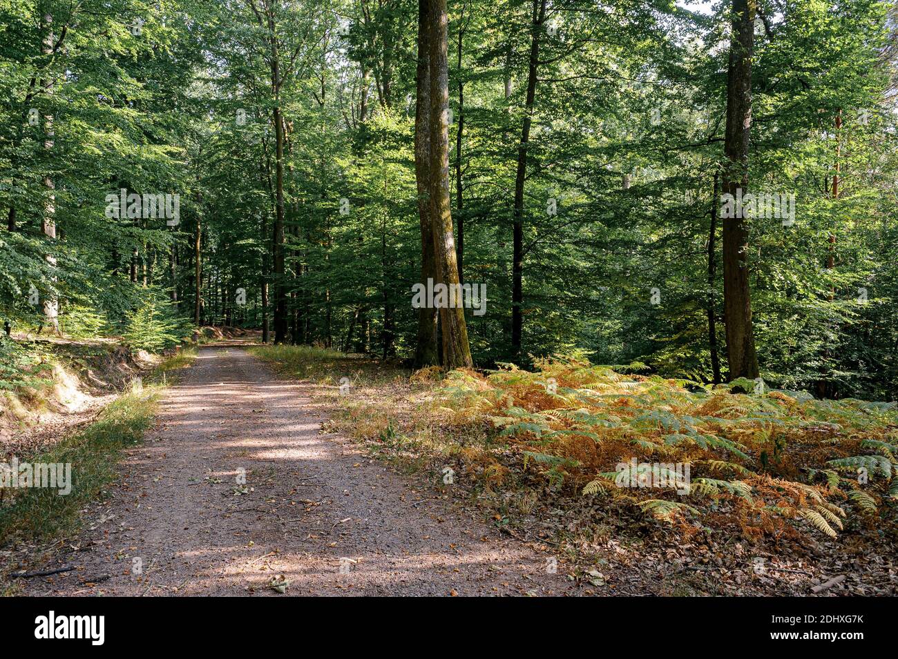A logging road runs through a forest of oaks and beeches. Ferns grow on the right side of the road. Stock Photo