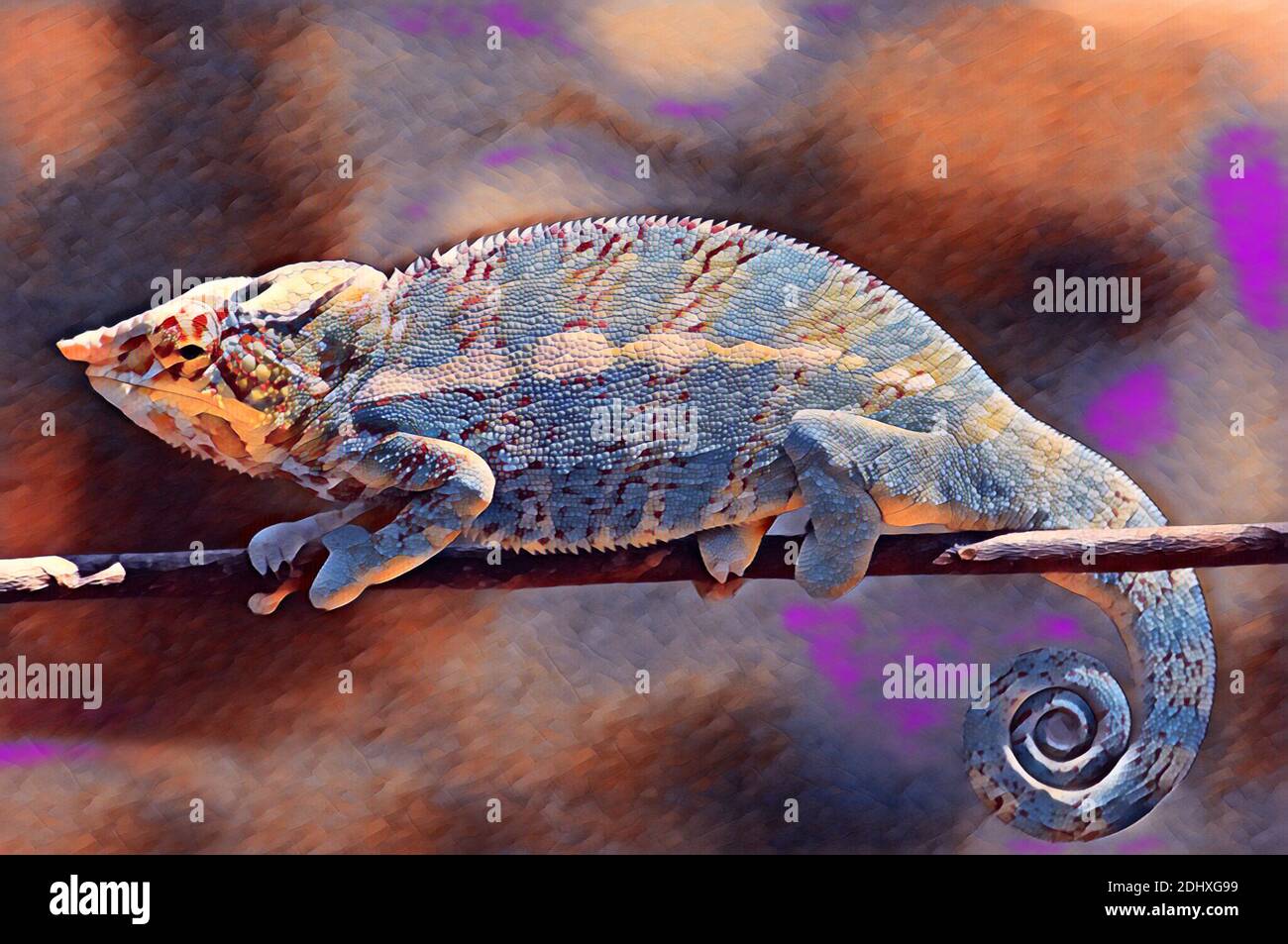 Madagascar, Island of Nosy Komba (next to Nosy Be). Green chameleon on