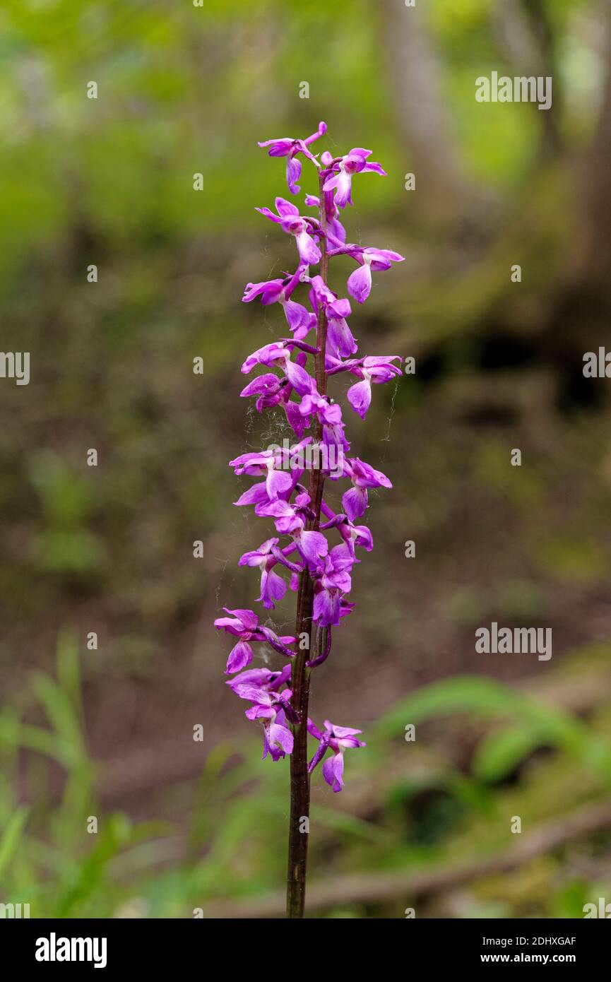 Close-up on a wild purple orchid in the Vosges forest, France. Stock Photo