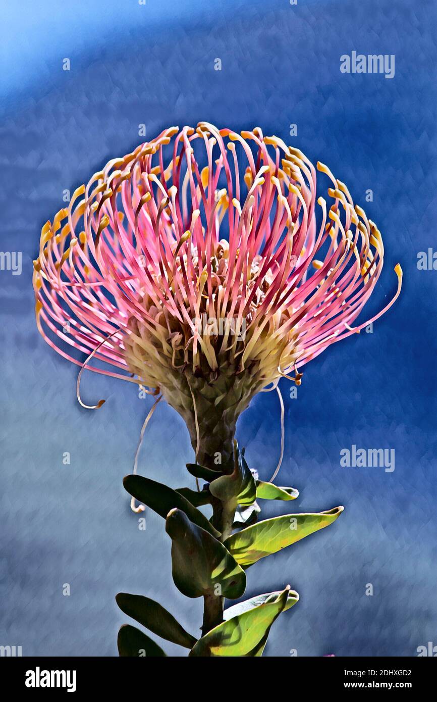 South Africa, Cape Town. Kirstenbosch Garden. Protea flowers, aka
