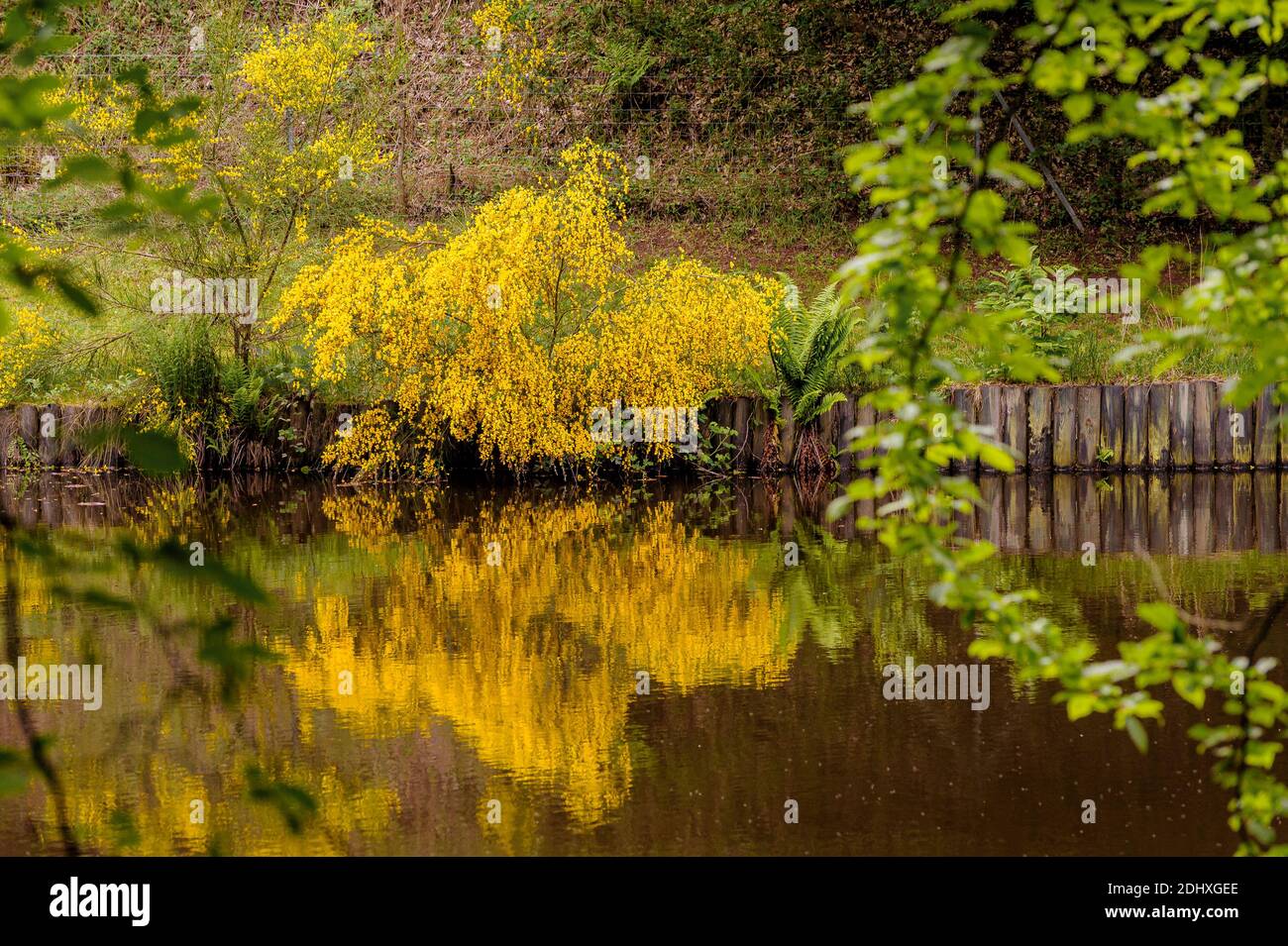 On the banks of a pond in Alsace, France. The yellow flowers of a broom are reflected in the water. Stock Photo