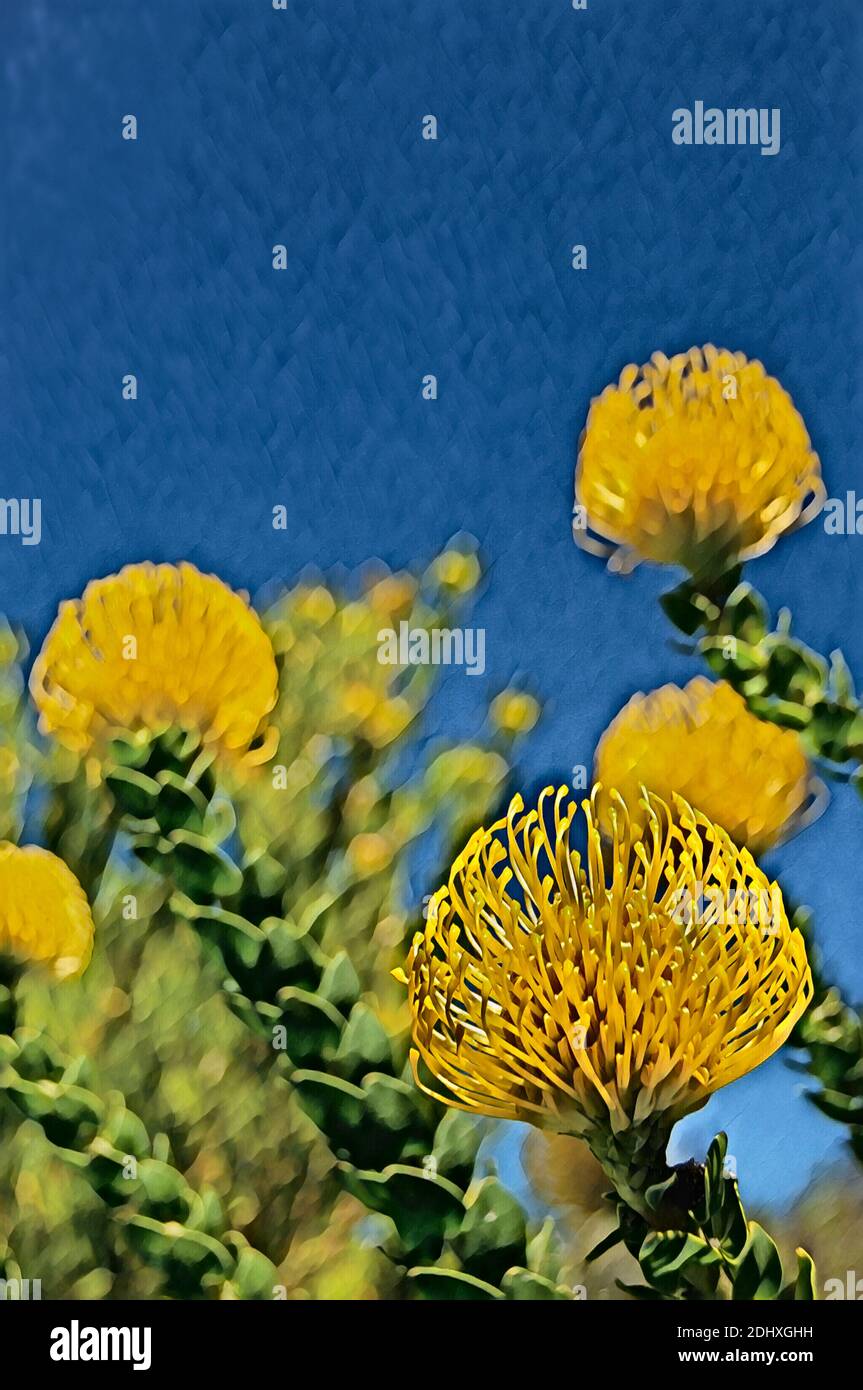 South Africa, Cape Town, Kirstenbosch National Botanical Garden. Yellow pincushion protea (aka Kleinkopspeldekussing or Berfynbos) Leucospermum trunch Stock Photo