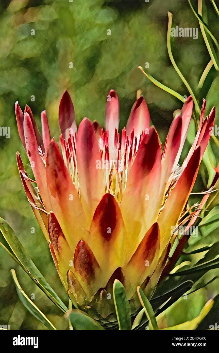 South Africa, Cape Town, Kirstenbosch National Botanical Garden. Protea Garden, two-tone Mountain Fynbos protea flower (aka Real Sugarbush) Protea rep Stock Photo