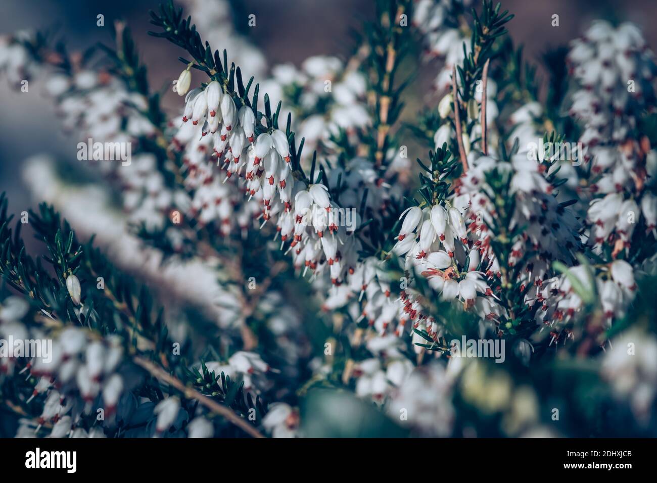 detail of white heather blooming flower Stock Photo