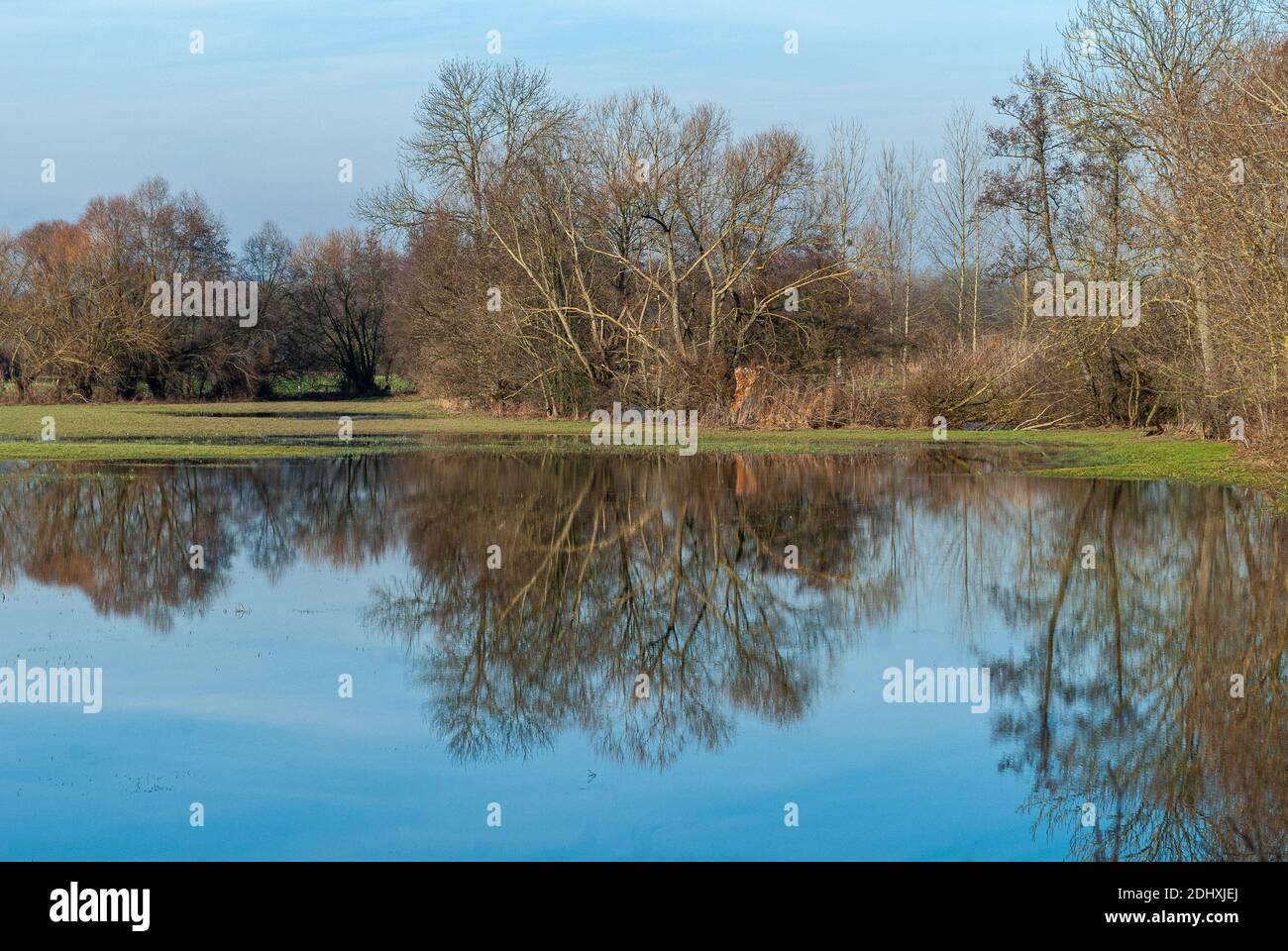 A flooded meadow in the Alsatian plain in eastern France. - On a beautiful winter morning, the trees stripped of their leaves are reflected in water. Stock Photo