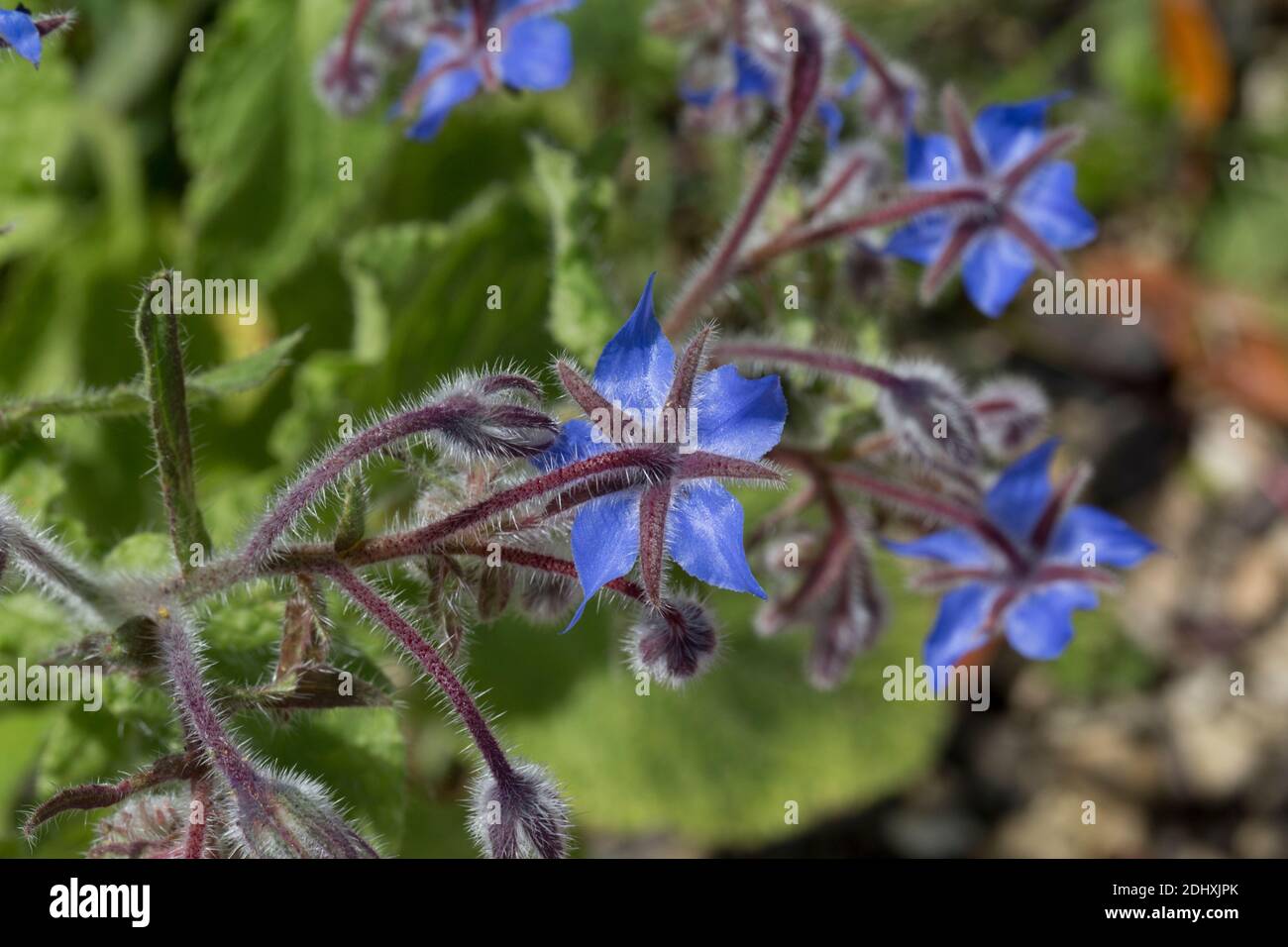 Borage flowers sometimes called star flower Borago officinalis is a medicinal herb with edible leaves and flowers Stock Photo