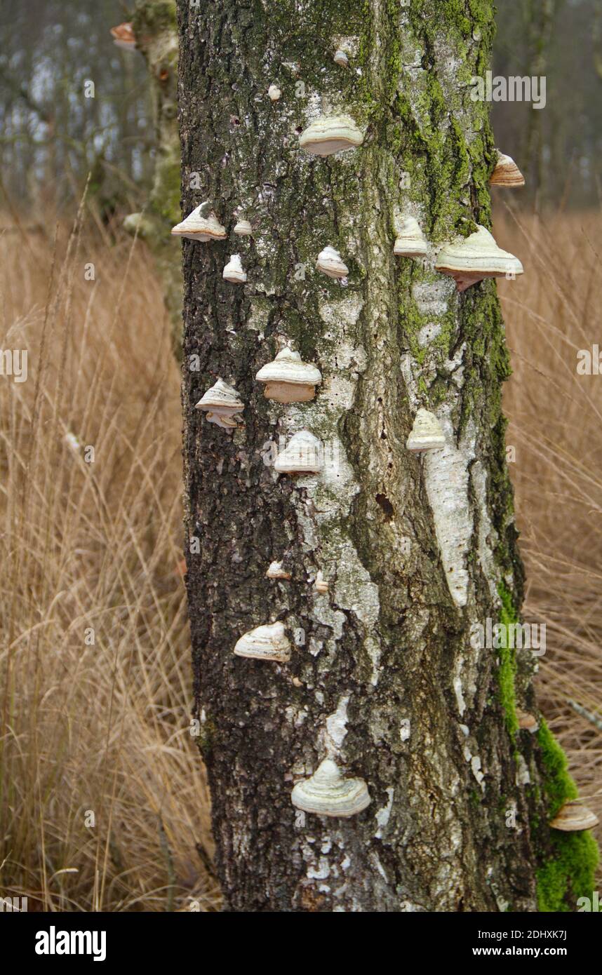 Lots of Beeswax Bracket fungi growing on a standing dead Birch tree Stock Photo