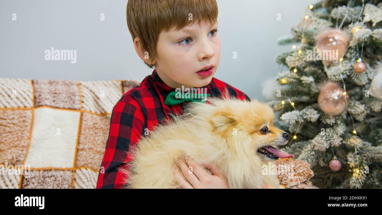 boy portrait with cute dog sitting on sofa at christmas tree Stock ...
