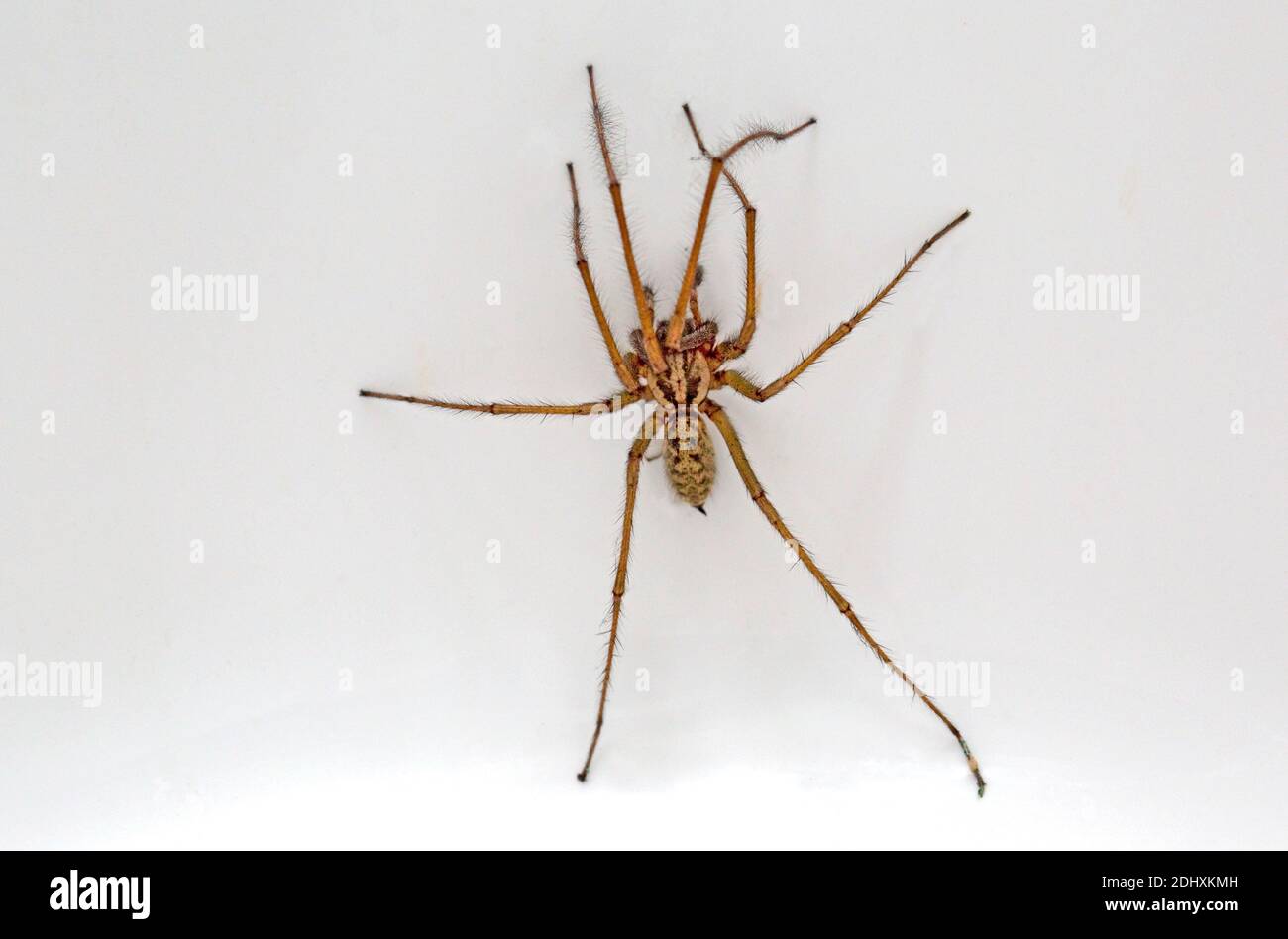 Giant House spider latin name Tegenaria duellica or Eratigena duellica in bathroom sink UK Stock Photo