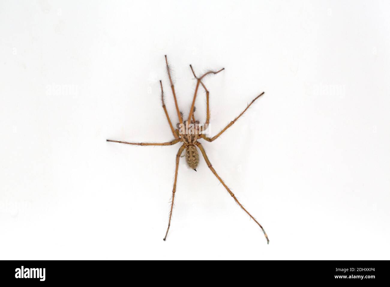 Giant House spider latin name Tegenaria duellica or Eratigena duellica in bathroom sink UK Stock Photo