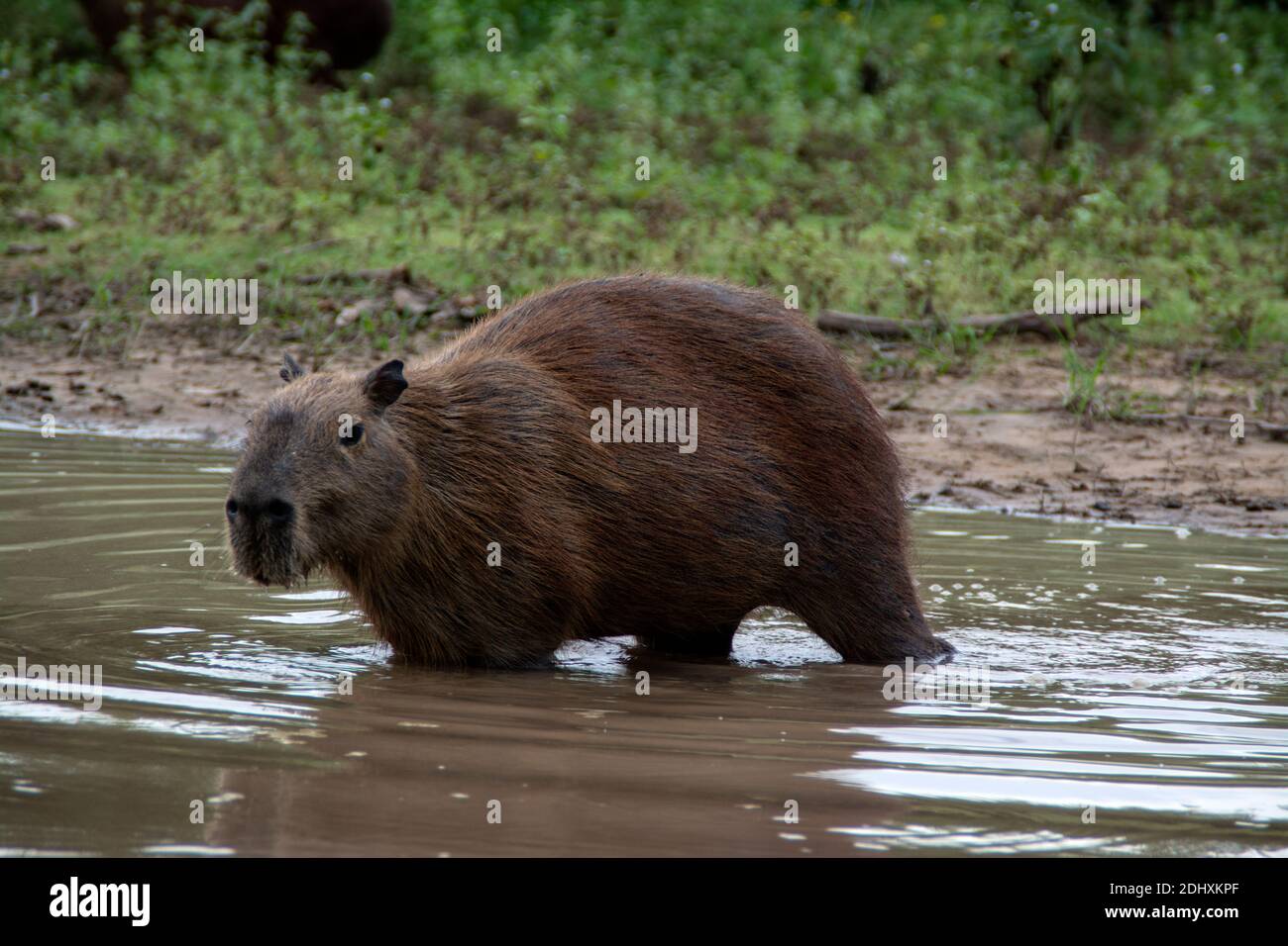 A lone Capybara, the world's largest rodent, swimming towards a bank on the Mutum  River, ( Rio Mutum) in the world's largest wetlands of t Stock Photo