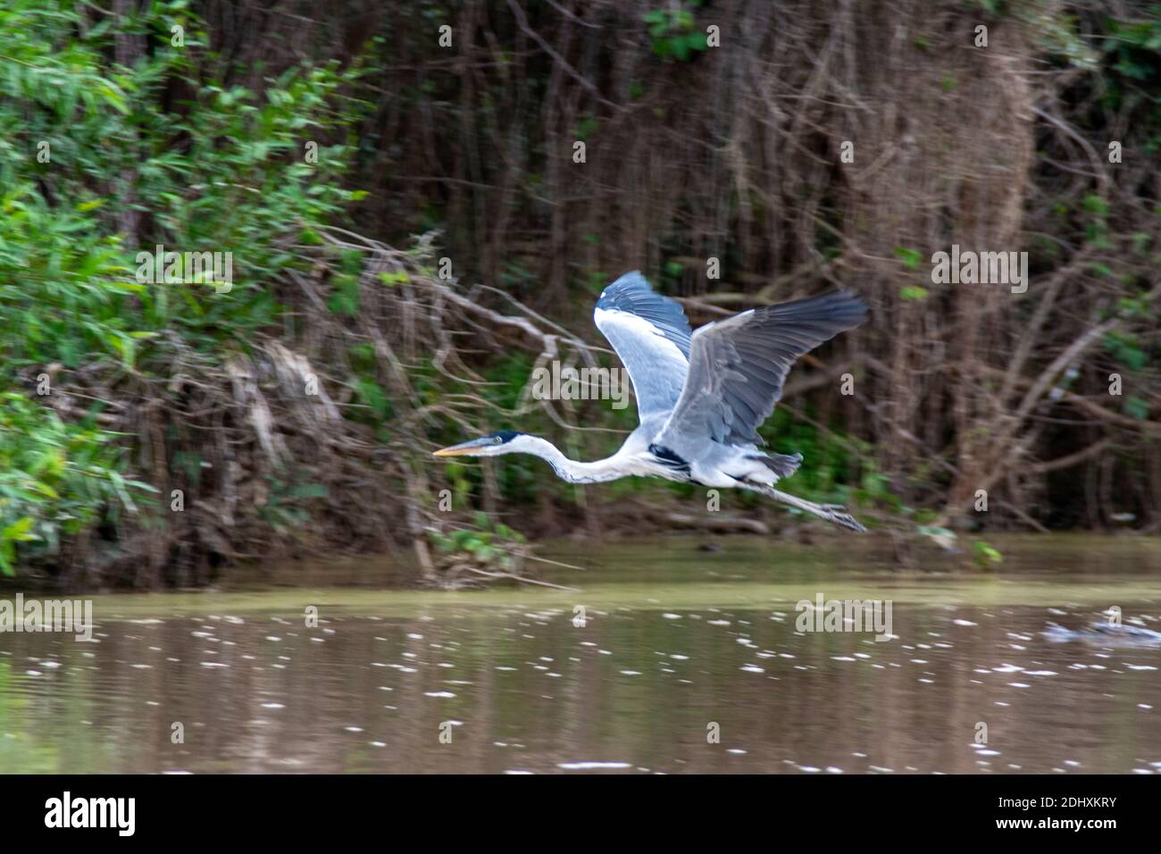 A Cocoi Heron beside the Mutum river, (Rio Mutum) in the rainforest of the Pantanal wetlands in Brazil.  The Pantanal is the world’s largest wetland Stock Photo