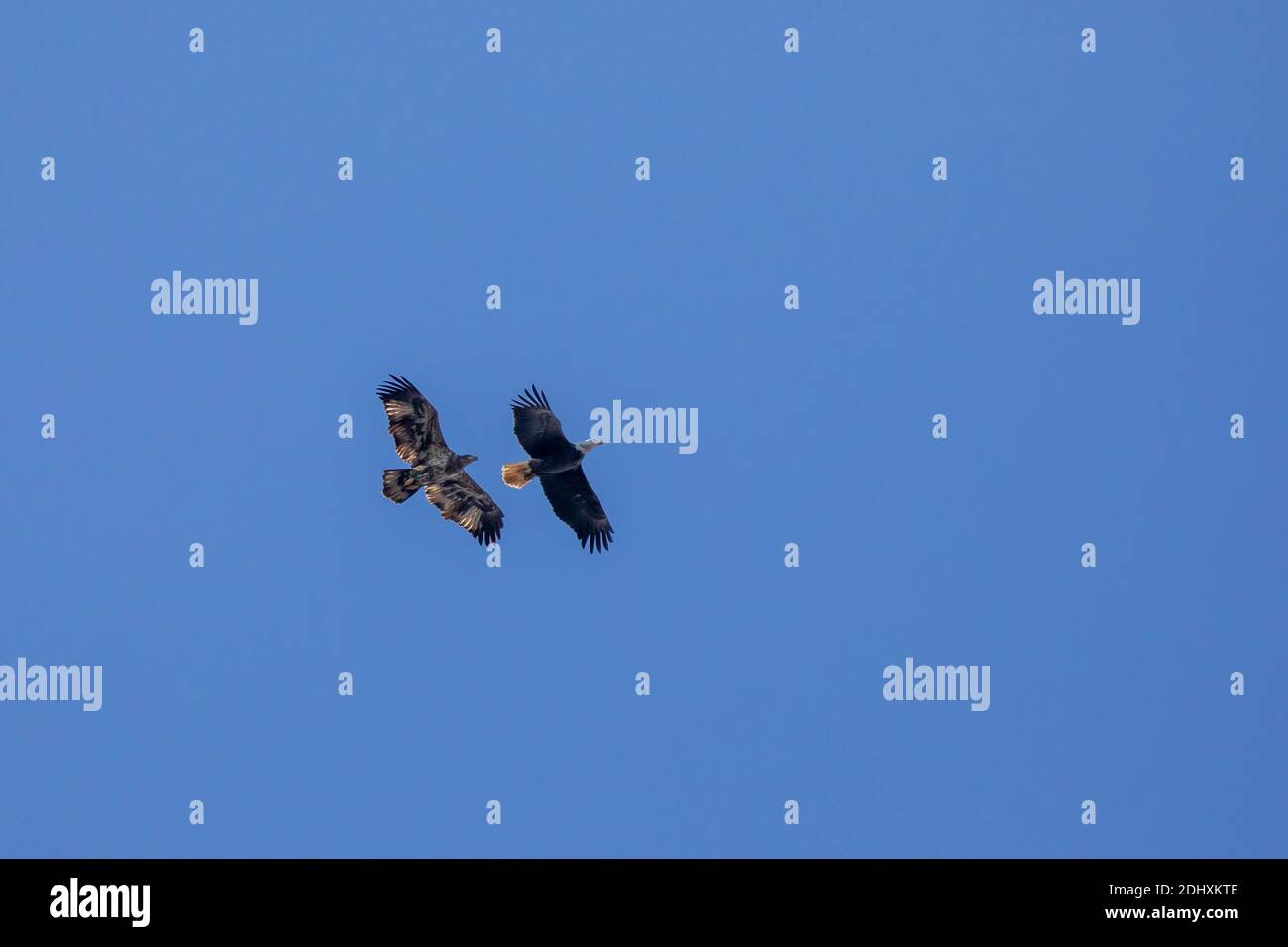 Bald eagle fighting osprey hires stock photography and images Alamy