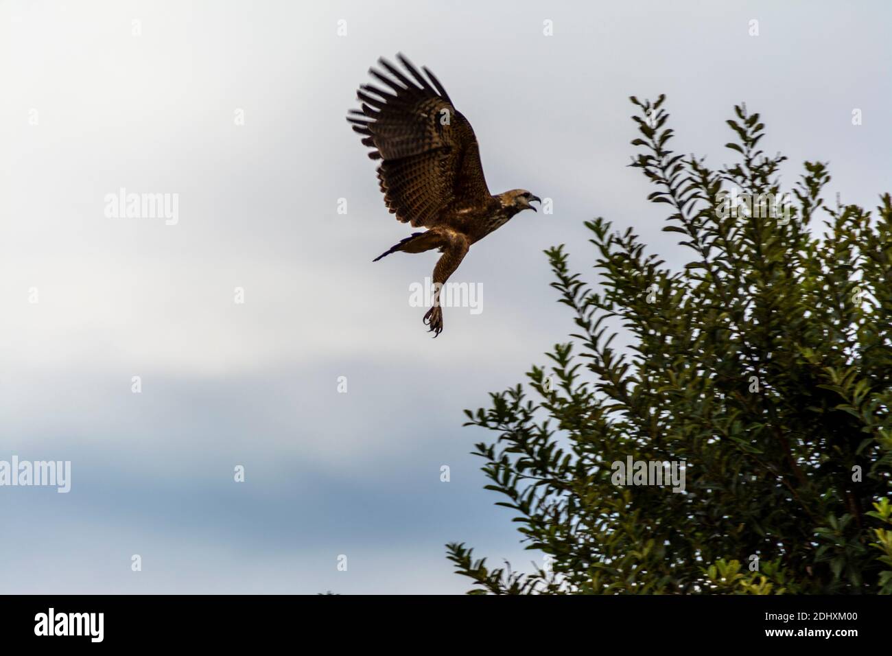 A Black Coloured Hawk, one of the many larger birds seen along the Mutum river, (Rio Mutum) in the world's largest wetlands of the Pantanal in Brazil Stock Photo