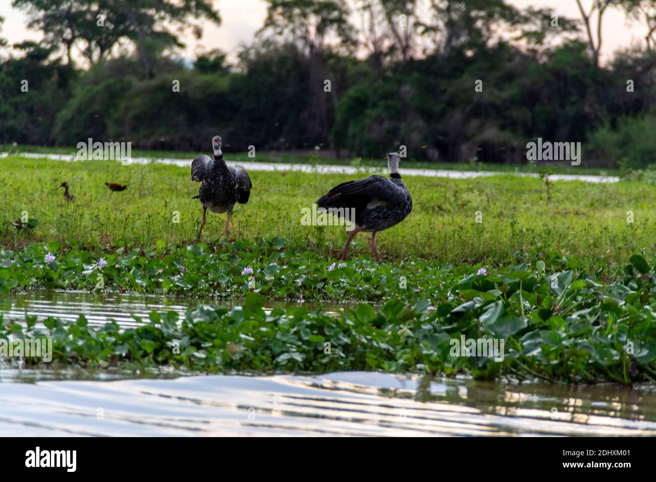 A pair of Southern Screamers is one of the many larger birds seen along the Mutum river, (Rio Mutum) in the world's largest wetlands of the Pantanal Stock Photo