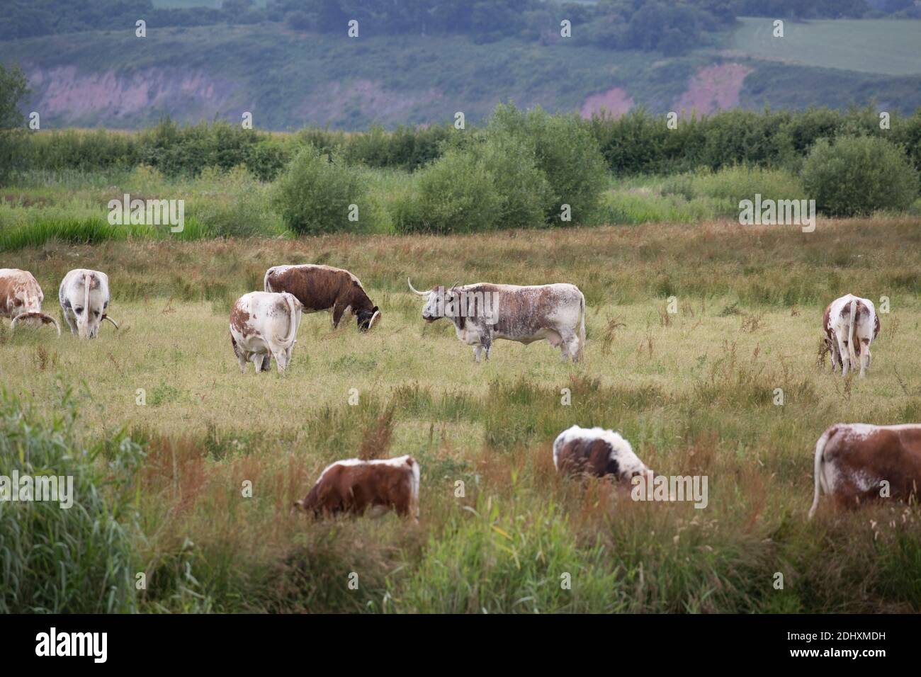 Ancient Longhorn cattle grazing in salt marsh wetlands near Severn estuary Slimbridge UK Stock Photo