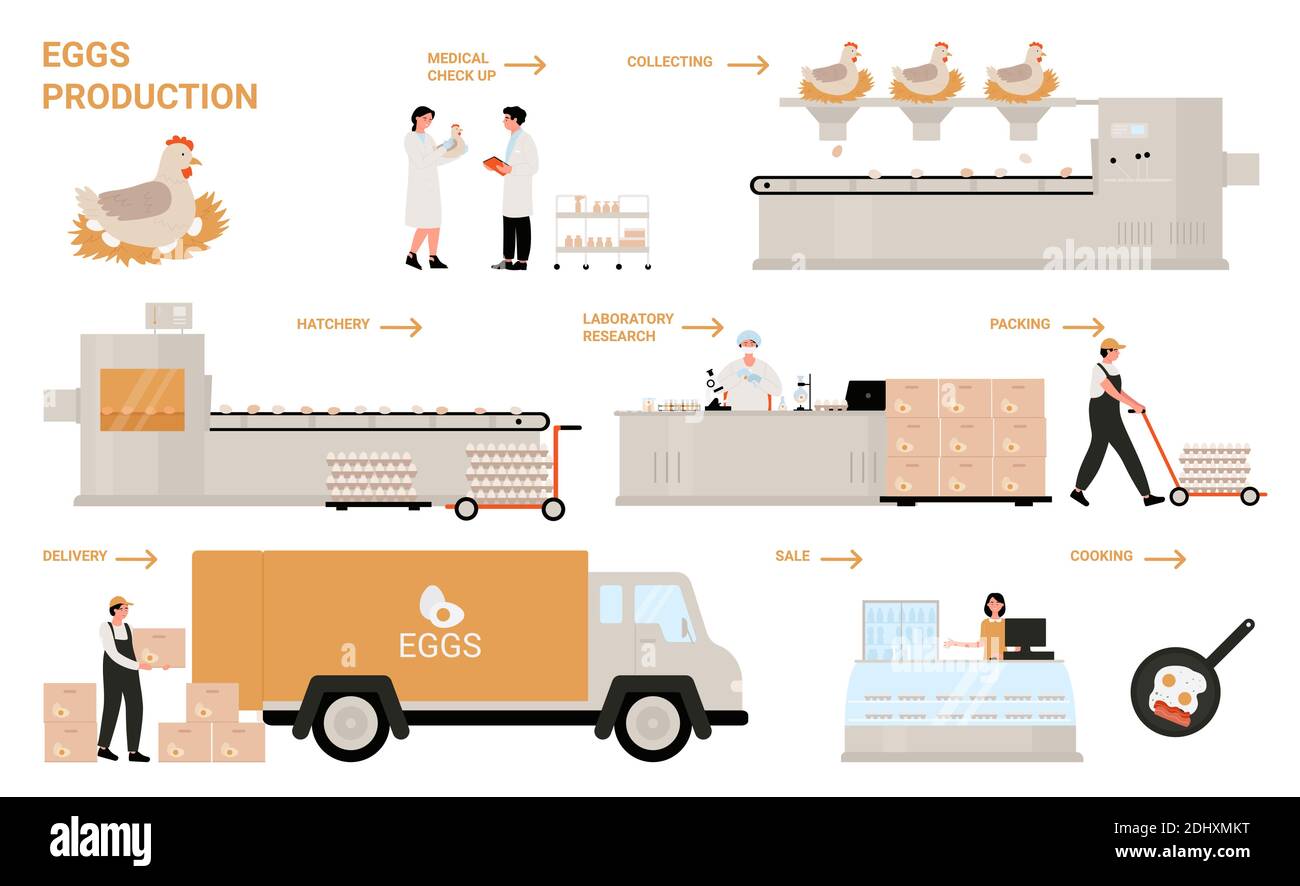 Egg process production in chicken poultry factory infographic vector illustration. Cartoon manufacture processing technology of making egg products, automated line of food industry isolated on white Stock Vector