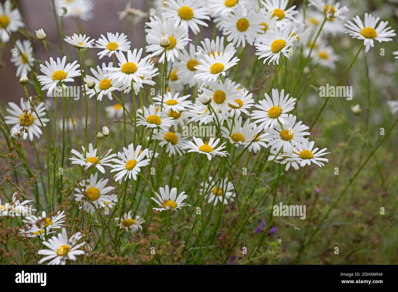 Oxeye daisies Leucanthemum vulgare growing in wild flower meadow UK