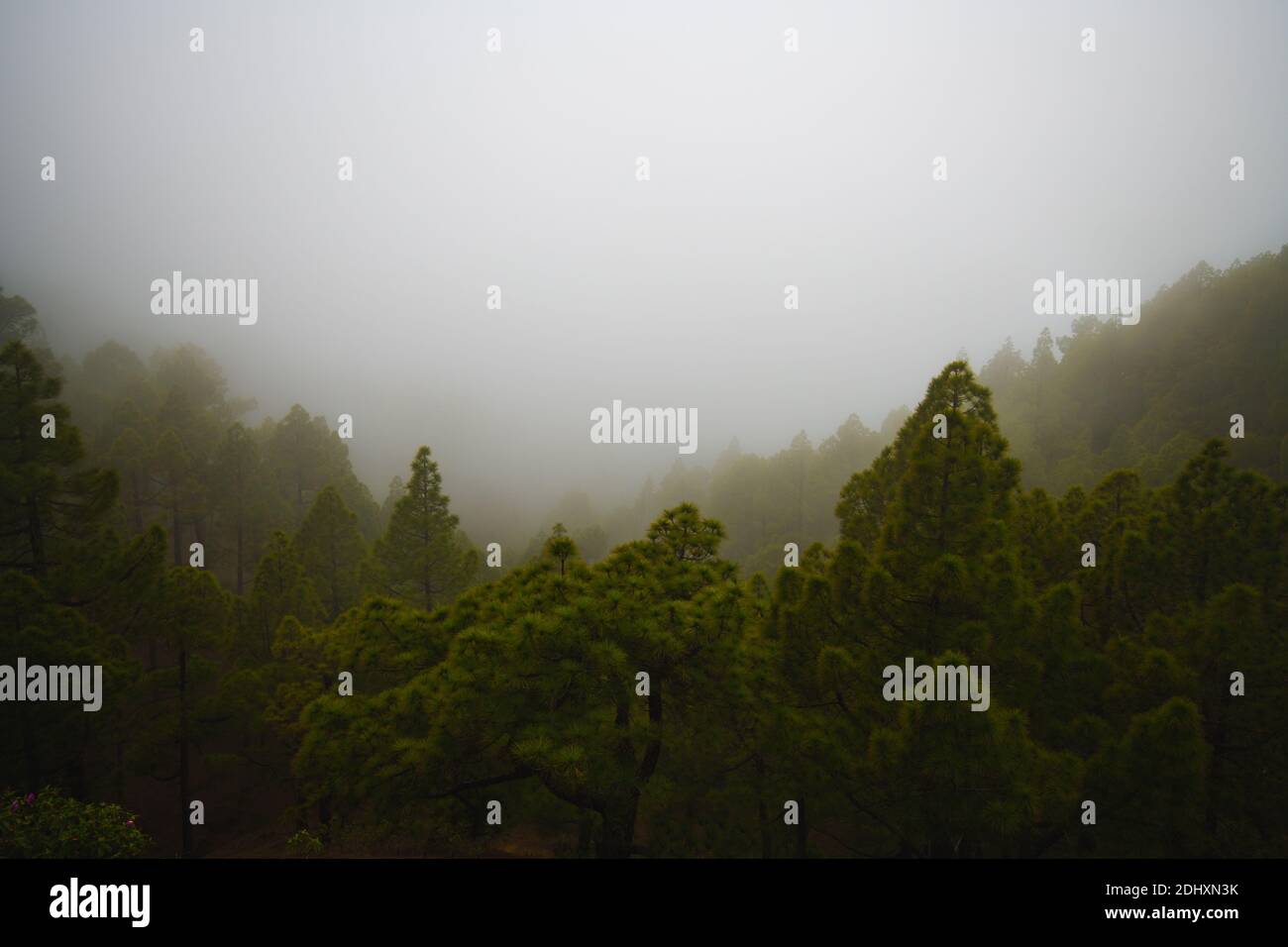 green pine forest in dense fog with silhouettes Stock Photo - Alamy