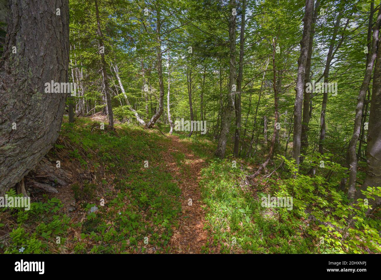 Footpath in a beech forest, Val Cellina, Italy Stock Photo
