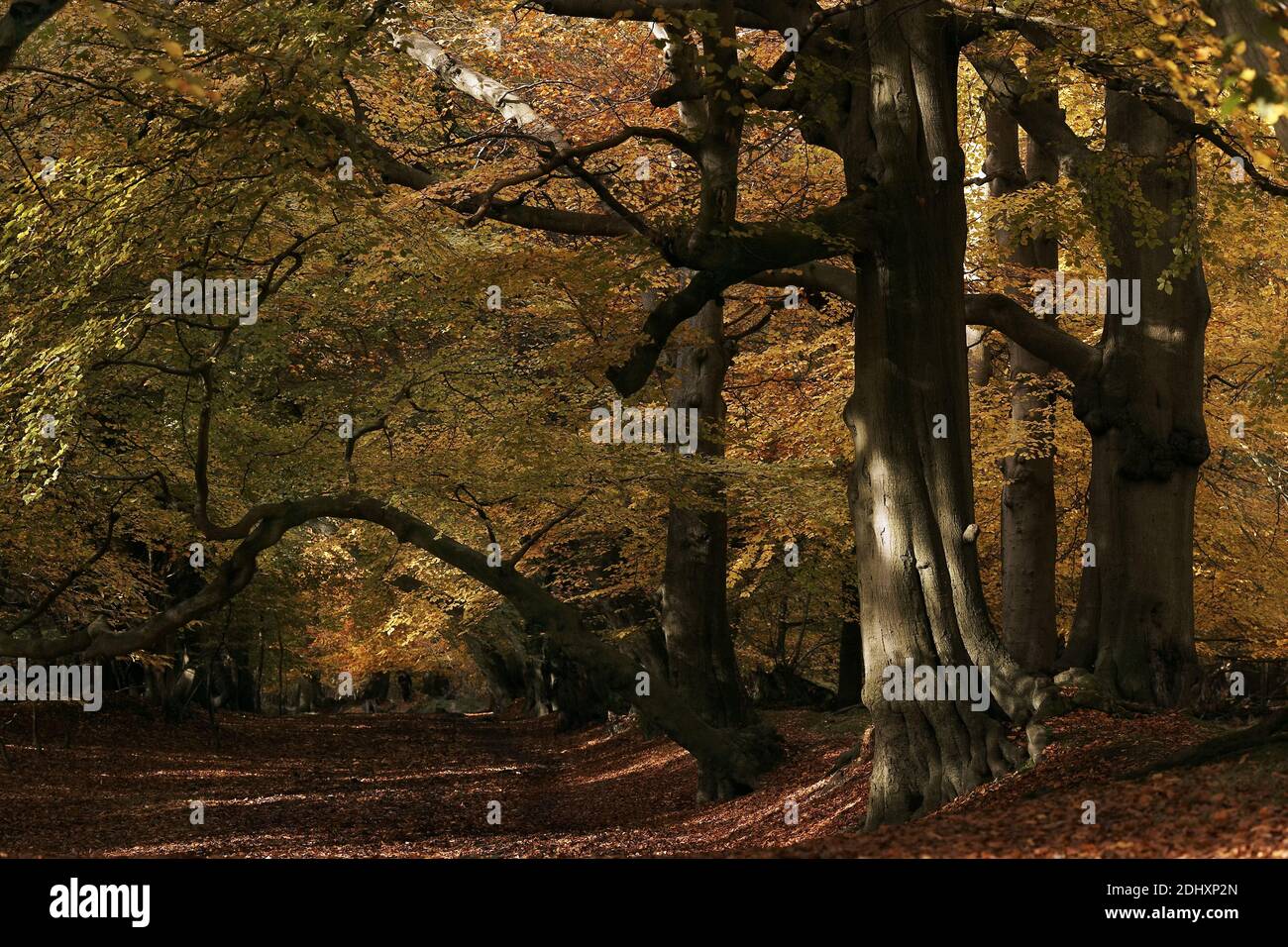 GREAT BRITAIN / England Hertfordshire /Autumnal colours at Ashridge Estate Stock Photo