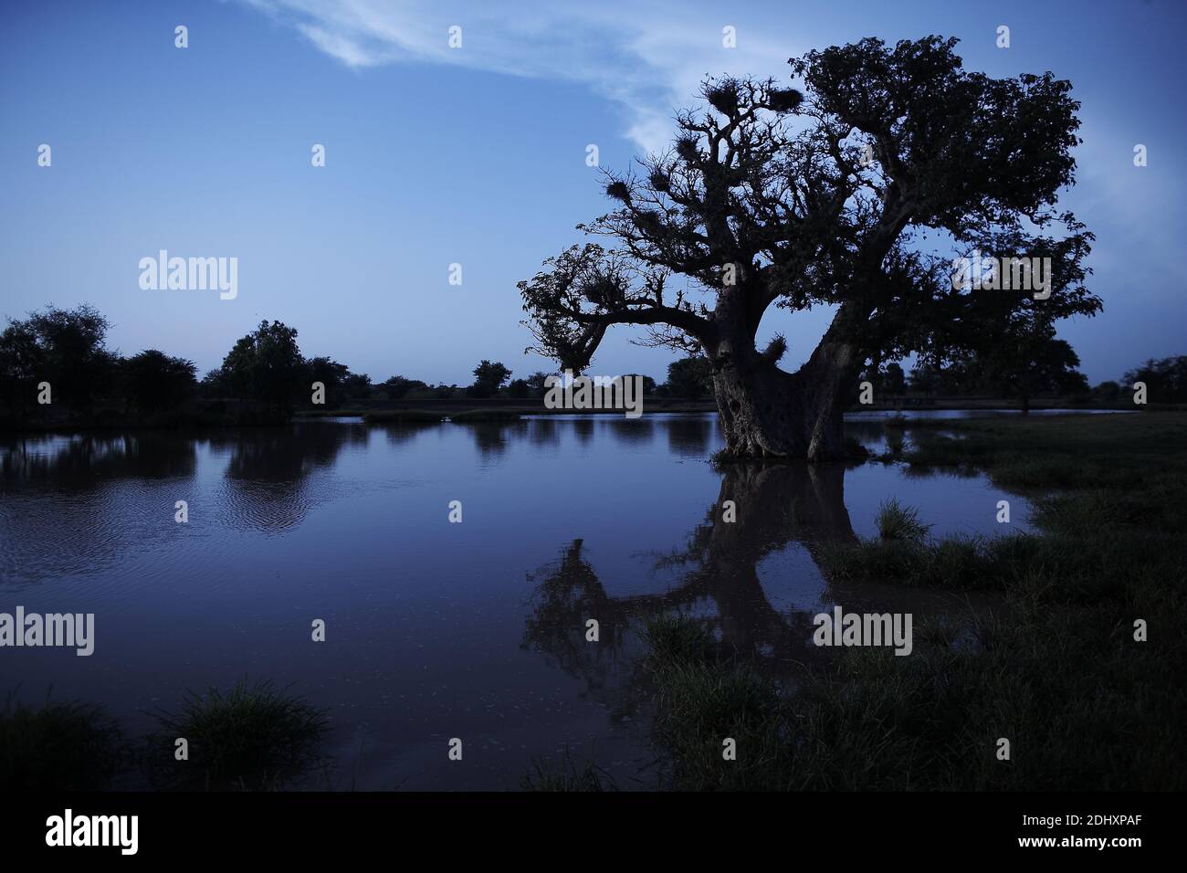 Flooded fields in the Niger Inland Delta near Djenné, iMali, West Africa. Stock Photo