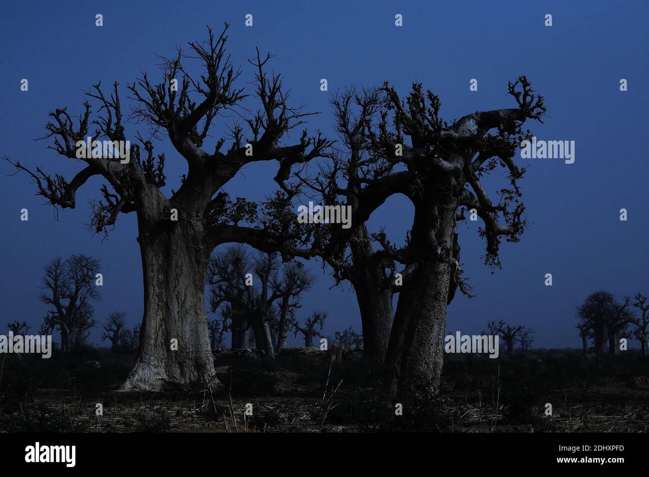 Africa /MALI /Segou/ Baobab trees in Moonlight . Stock Photo
