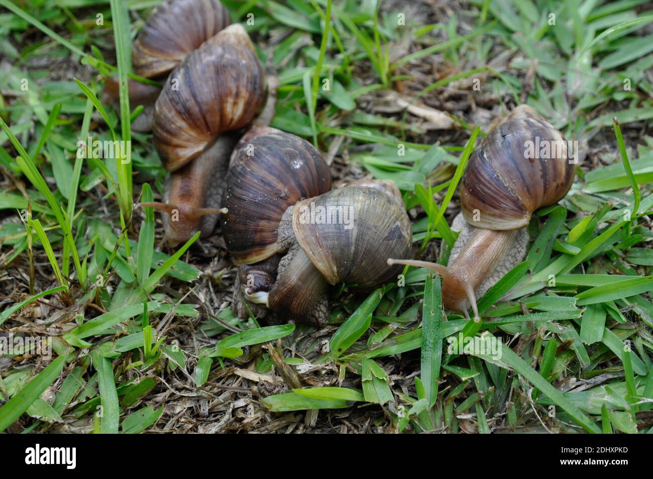 Giant African Snails High Resolution Stock Photography and Images Alamy