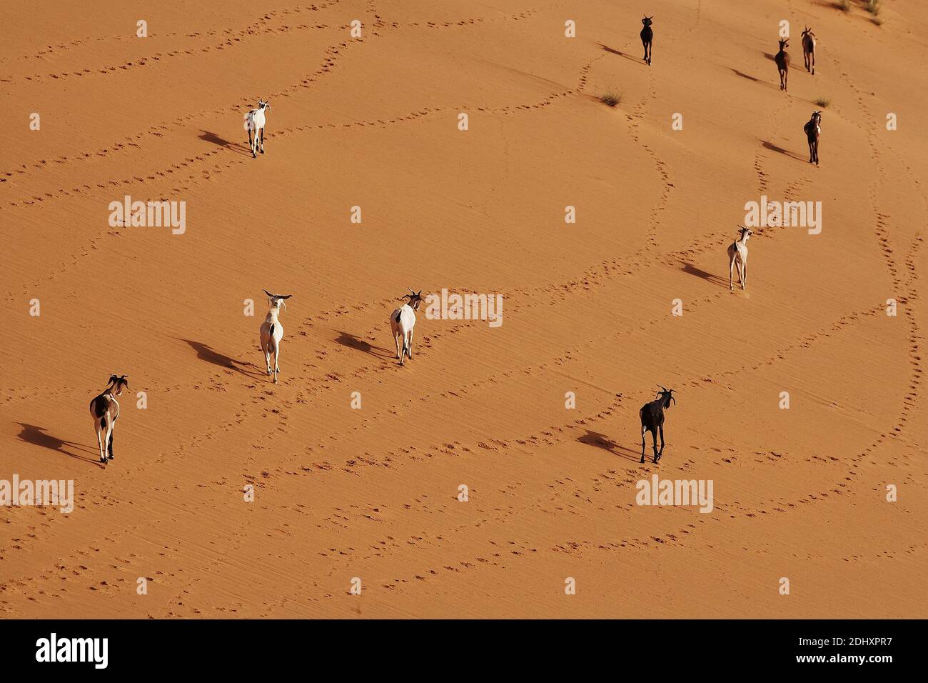 In Gao, Mali, goats walk atop the striking Sand Dune Rose, blending natural beauty with traditional pastoral life in the Sahara region. Stock Photo