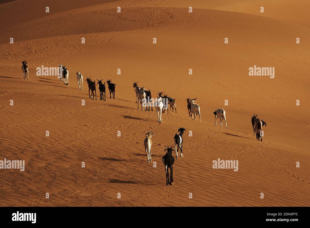In Gao, Mali, goats walk atop the striking Sand Dune Rose, blending natural beauty with traditional pastoral life in the Sahara region. Stock Photo