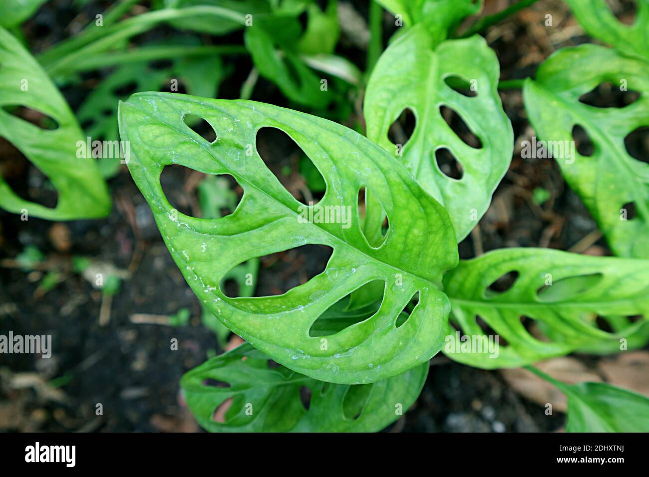 philodendron black 25