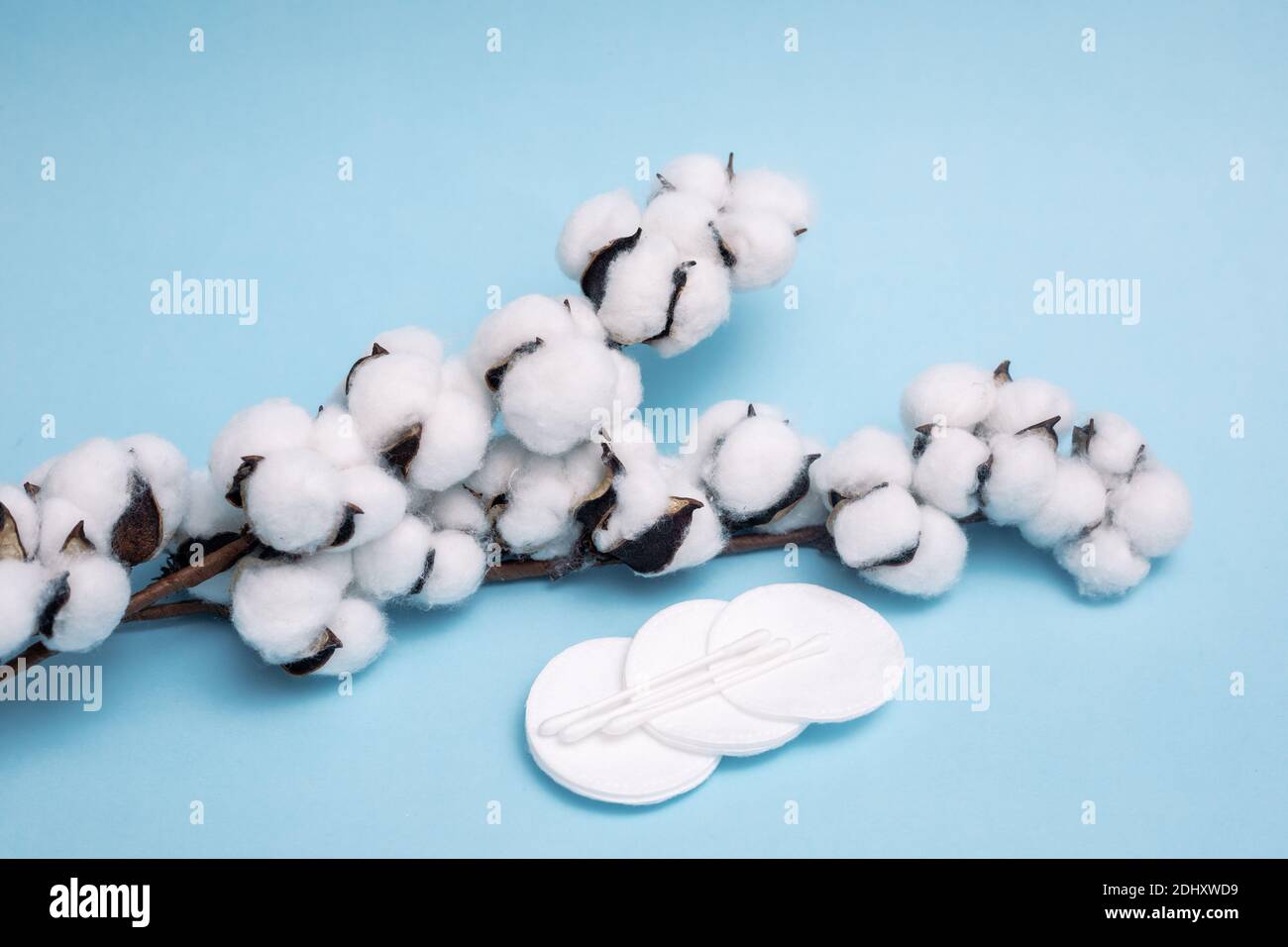 Fluffy cotton pads with cotton balls with a dry branch with flowers on a fresh blue background. packaging design element with copy space. Natural care Stock Photo