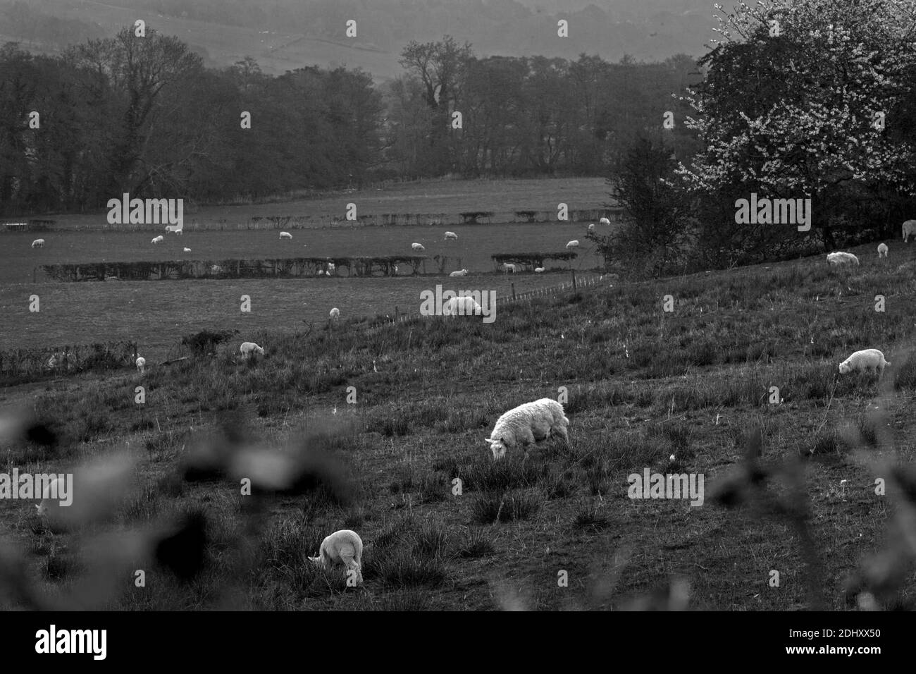 Sheep graze on pasture at Black Mountains area of the Brecon Beacons National Park in Monmouthshire, south east Wales Stock Photo