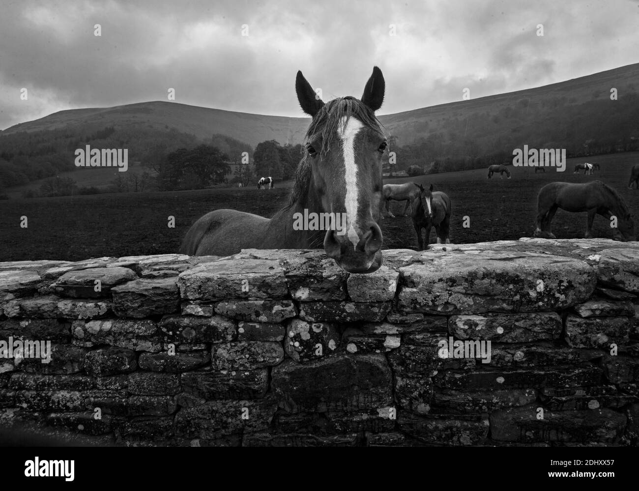 Adventure Farm horse riding Black Mountains area of the Brecon Beacons National Park in Monmouthshire, south east Wales. Stock Photo