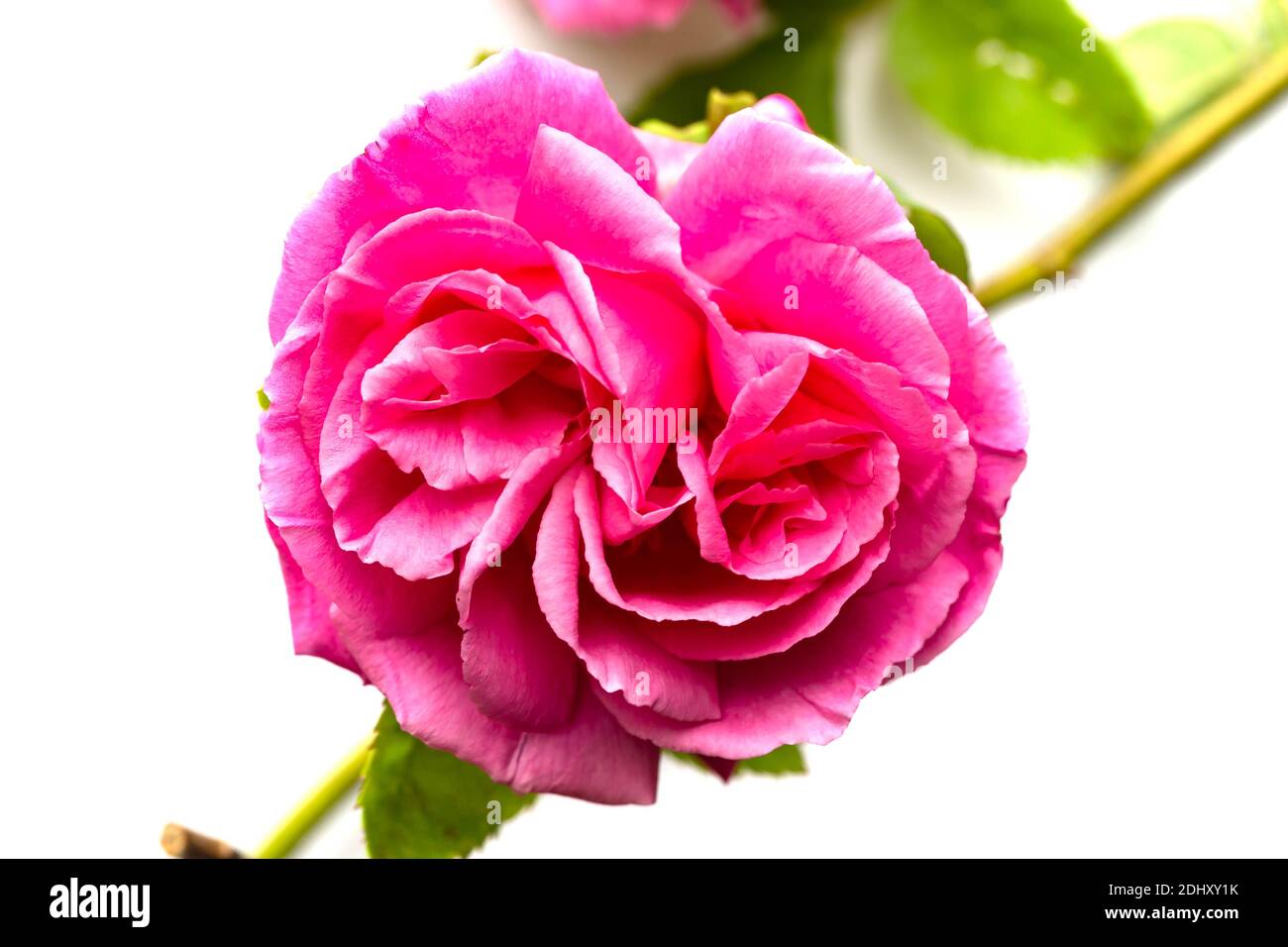 Solitary pink rose on its stem against a white background Stock Photo