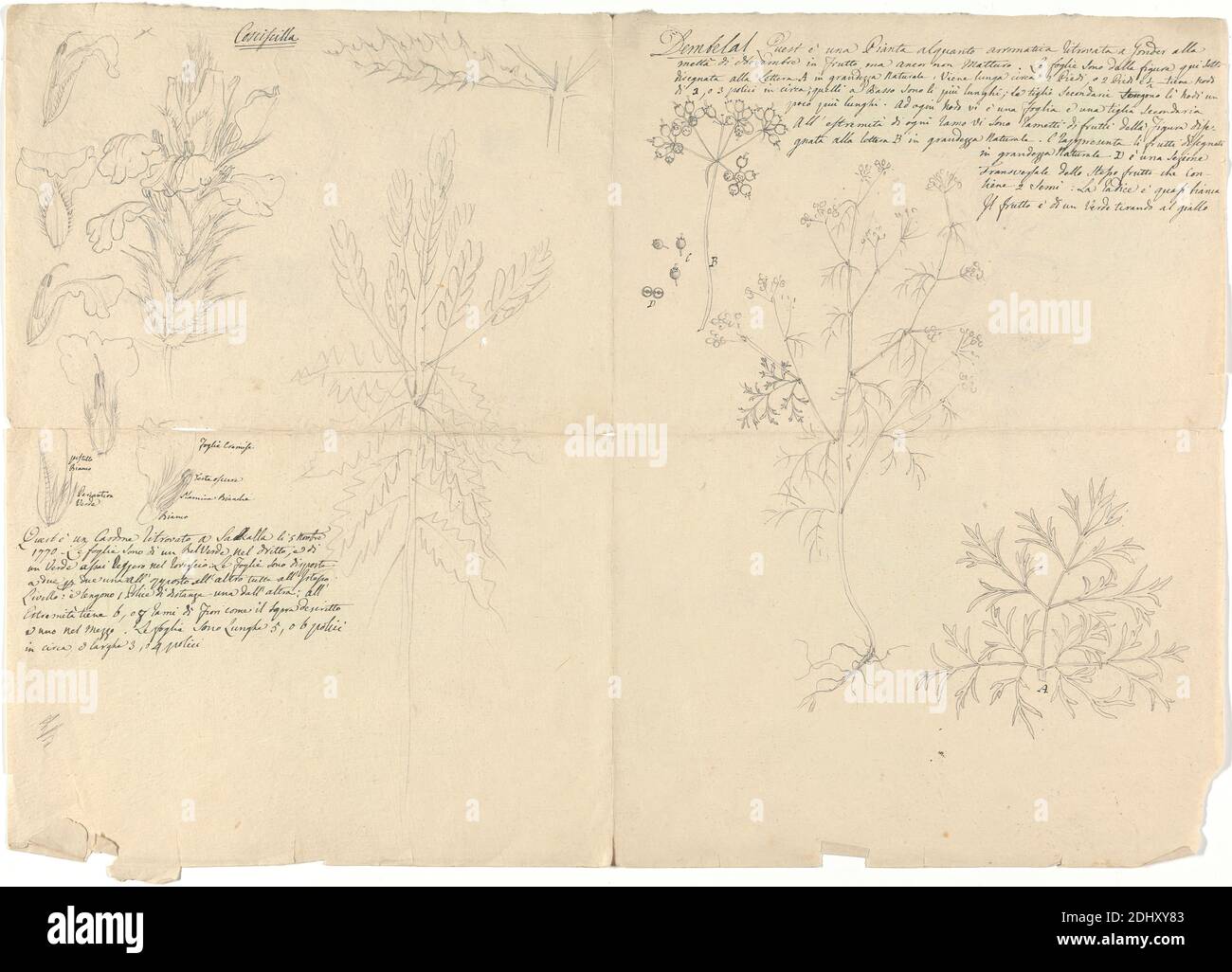 Cosciscilla and Dembelal, Luigi Balugani, 1737–1770, Italian, 1770, Graphite on medium, moderately textured, beige laid paper, Sheet: 12 3/8 x 17 1/2 inches (31.4 x 44.5 cm), cross sections, seed, thistle Stock Photo