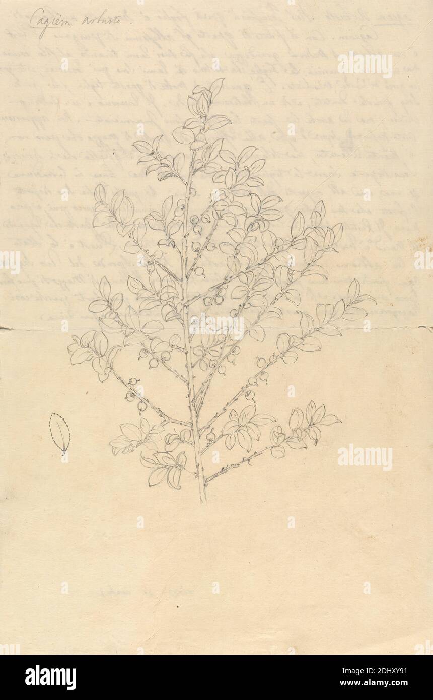 Cagiem (Myrsine africana), Luigi Balugani, 1737–1770, Italian, undated, Graphite on medium, moderately textured, beige laid paper, Sheet: 11 7/8 x 7 7/8 inches (30.2 x 20 cm), fruits, shrubs Stock Photo