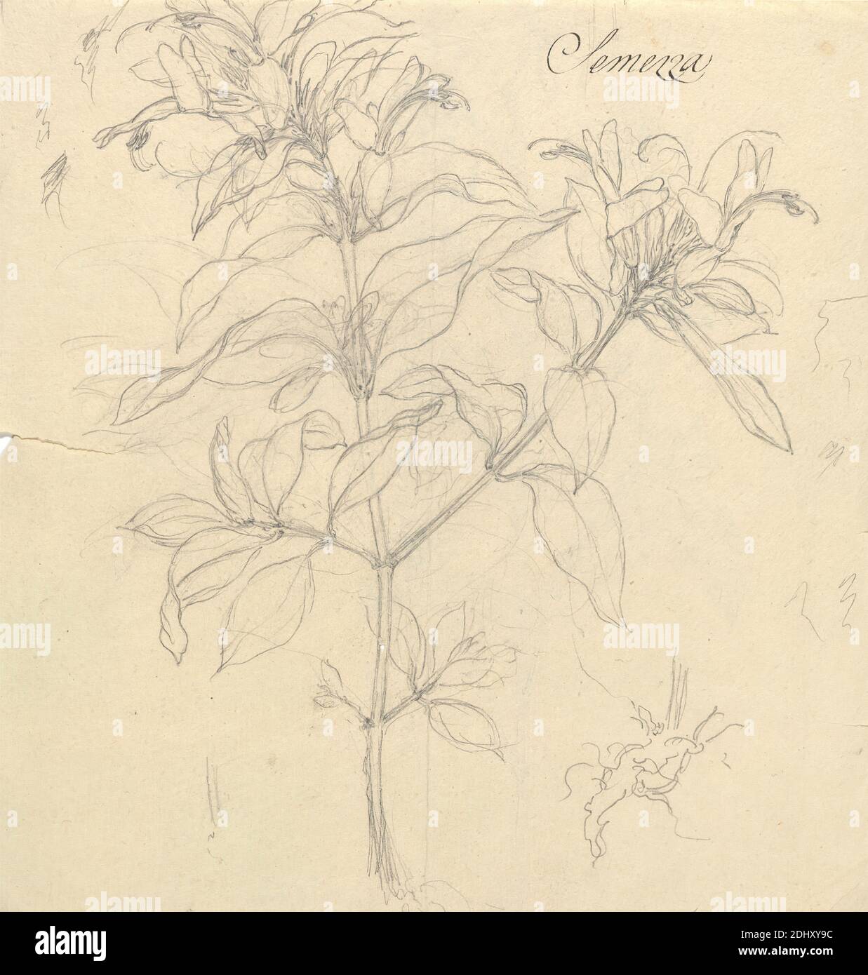 Semezza (Ruttya speciosa), Luigi Balugani, 1737–1770, Italian, undated, Graphite on medium, moderately textured, beige laid paper, Sheet: 8 3/4 x 8 3/8 inches (22.2 x 21.3 cm Stock Photo