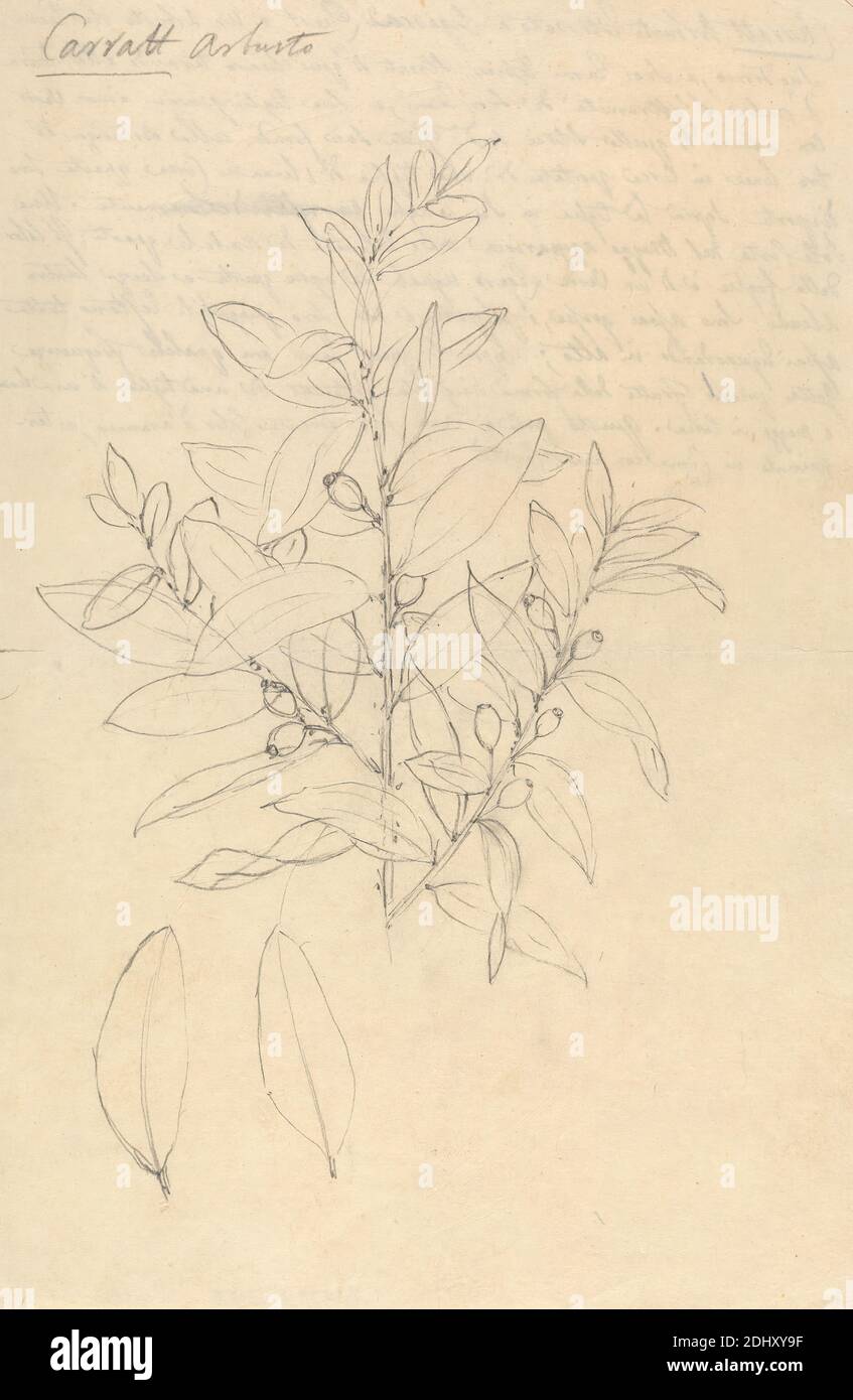 Carratt (Osyris lanceolata), Luigi Balugani, 1737–1770, Italian, undated, Graphite on medium, slightly textured, beige laid paper, Sheet: 11 7/8 x 7 7/8 inches (30.2 x 20 cm), leaves, sandalwood, shrubs Stock Photo
