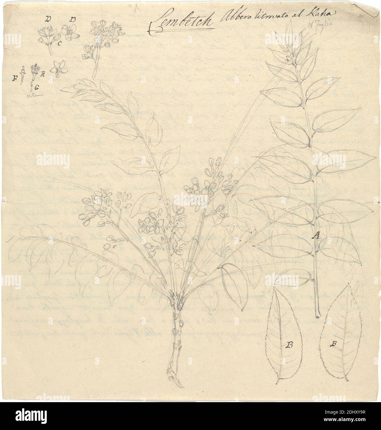 Lembetch (Clausena anisata), Luigi Balugani, 1737–1770, Italian, 1770, Graphite on meidum, slightly textured, beige laid paper, Sheet: 8 3/4 x 8 1/4 inches (22.2 x 21 cm), flowers (plants), leaves, mosquito, trees Stock Photo