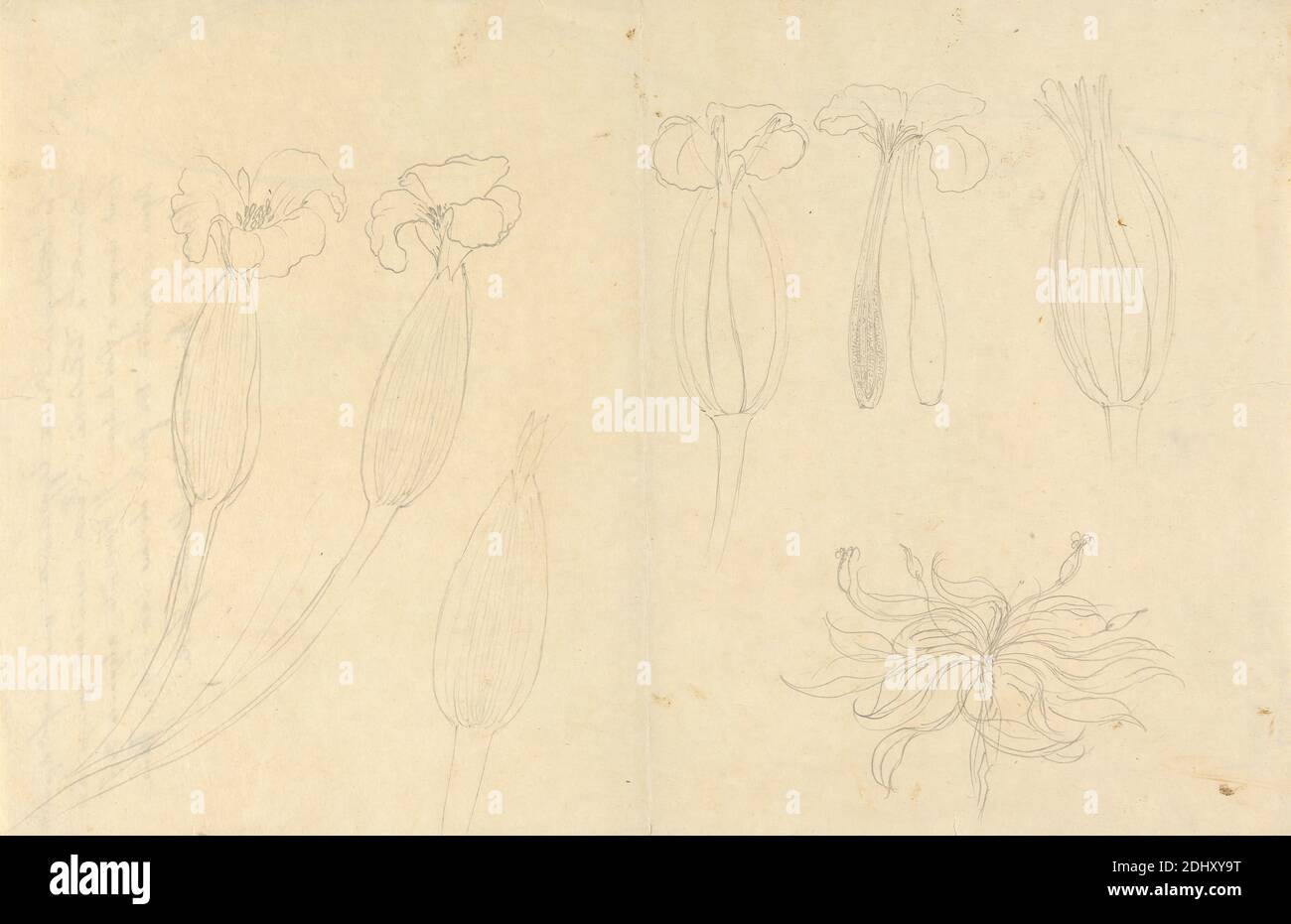 Ottelia ulvifolia, Luigi Balugani, 1737–1770, Italian, undated, Graphite on medium, slightly textured, beige laid paper, Sheet: 7 3/4 x 11 7/8 inches (19.7 x 30.2 cm), flowers (plants), water lilies Stock Photo