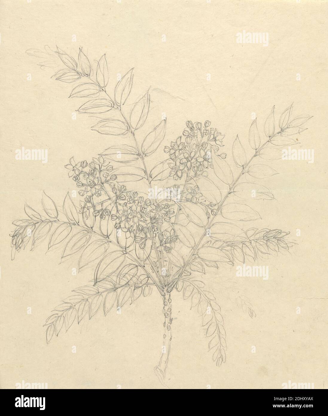 Clausena anisata, Luigi Balugani, 1737–1770, Italian, undated, Graphite on medium, slightly textured, beige laid paper, Sheet: 8 3/4 x 7 1/2 inches (22.2 x 19.1 cm), flowers (plants), fruits, trees Stock Photo