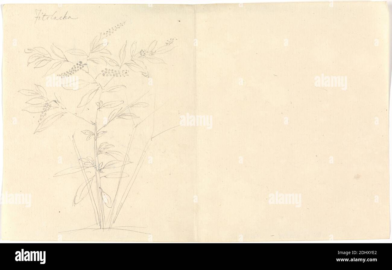 Fitolacha (Phytolacca dodecandra), Luigi Balugani, 1737–1770, Italian, undated, Graphite on medium, slightly textured, cream laid paper, Sheet: 7 1/8 x 11 5/8 inches (18.1 x 29.5 cm), berry, branches, flowers (plants), shrubs Stock Photo