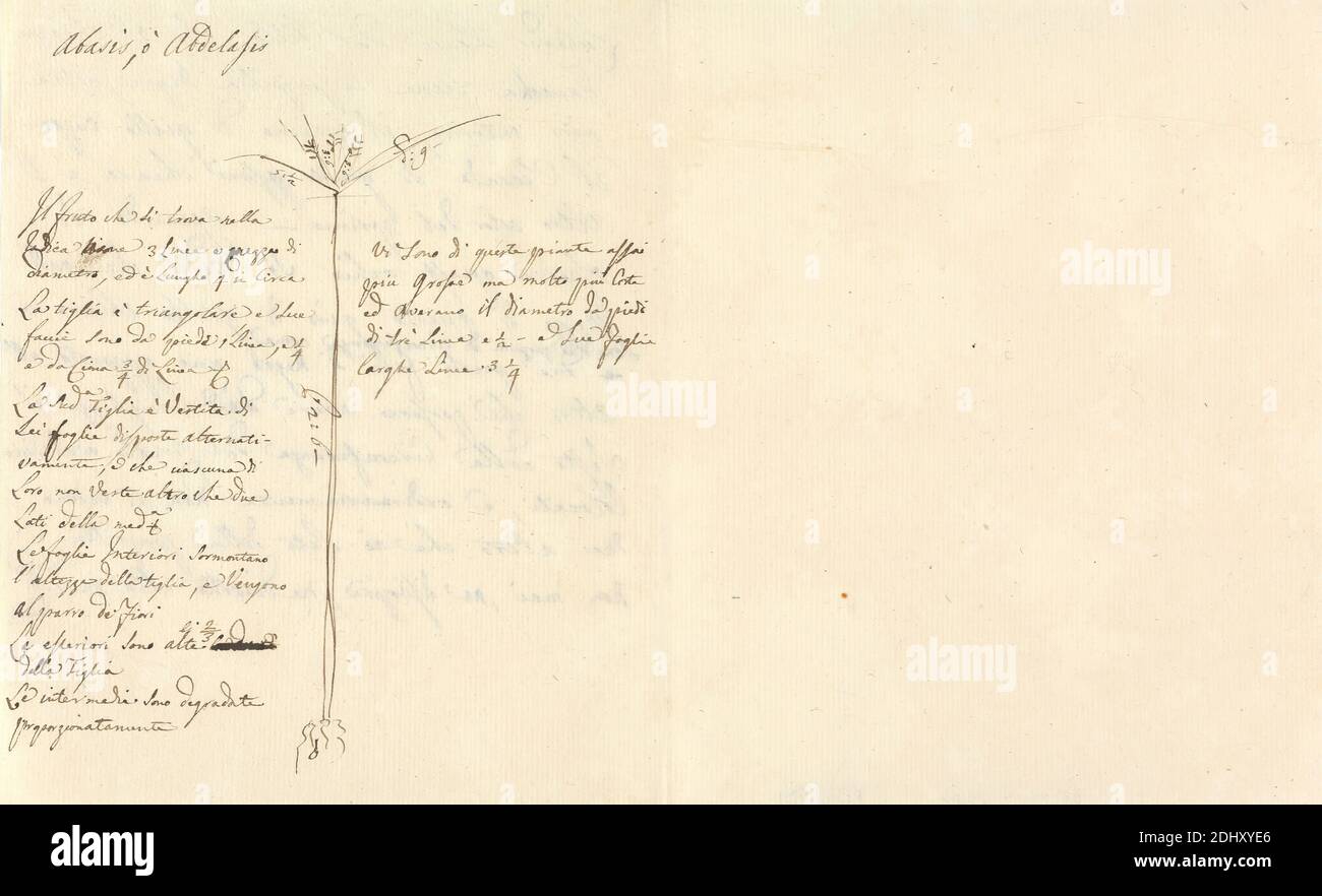 Abasis o Abdelasis (Cyperus esculentus), Luigi Balugani, 1737–1770, Italian, undated, Pen and brown ink on medium, moderately textured, beige laid paper, Sheet: 7 1/8 x 11 5/8 inches (18.1 x 29.5 cm Stock Photo