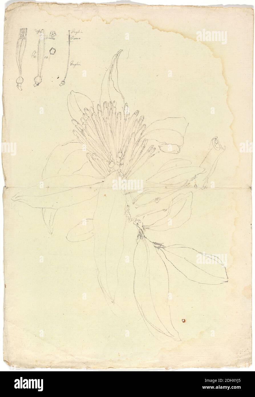 Loranthus Heteromorphus, Luigi Balugani, 1737–1770, Italian, undated, Graphite on moderately thick, slightly textured, cream laid paper, Sheet: 13 5/8 x 9 1/4 inches (34.6 x 23.5 cm), details, mistletoe, trees Stock Photo