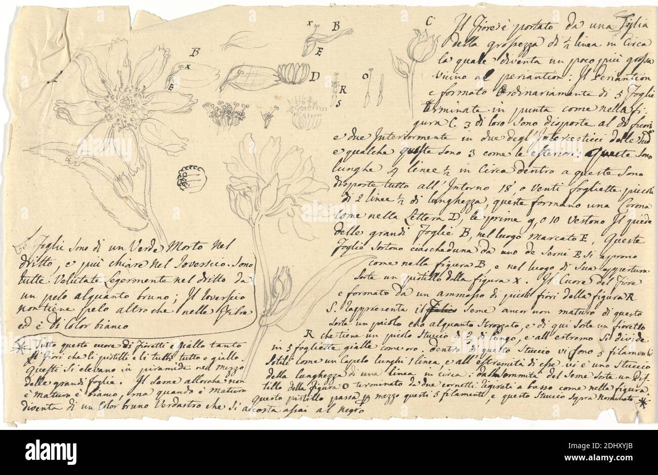 Guizotia Abyssinica, Luigi Balugani, 1737–1770, Italian, undated, Graphite and pen and black ink on medium, slightly textured, beige laid paper, Sheet: 5 5/8 x 8 3/4 inches (14.3 x 22.2 cm), details, flowers (plants Stock Photo